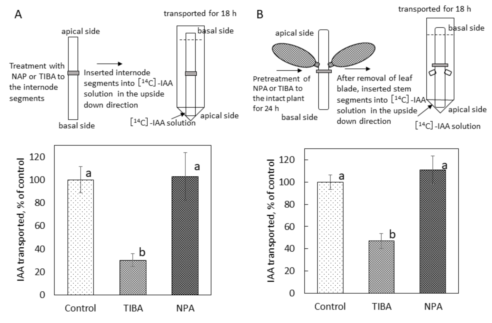 Ijms 22 03118 g004 Ijms 22 03118 g004
