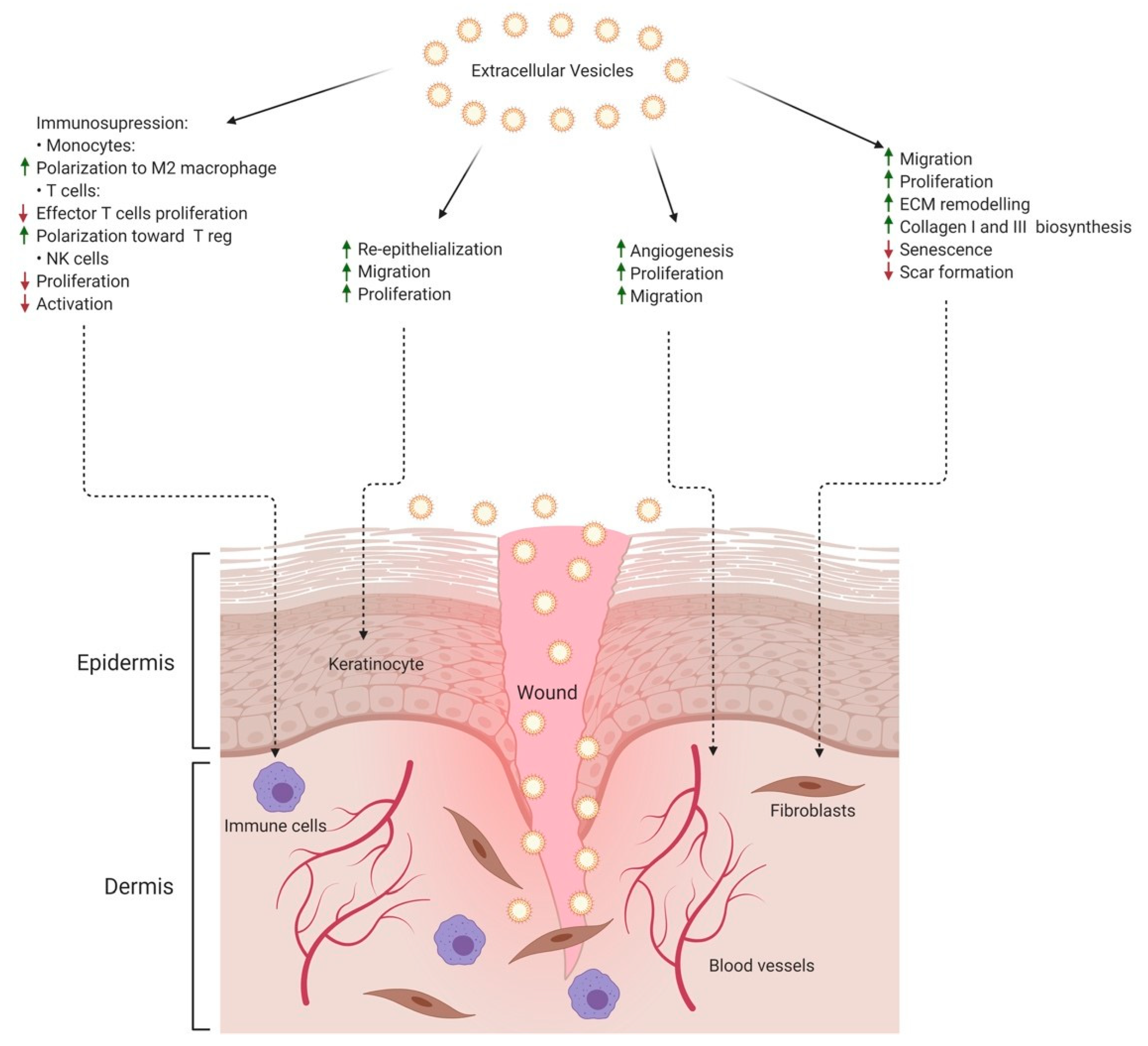 Ijms 22 03130 g003 Ijms 22 03130 g003