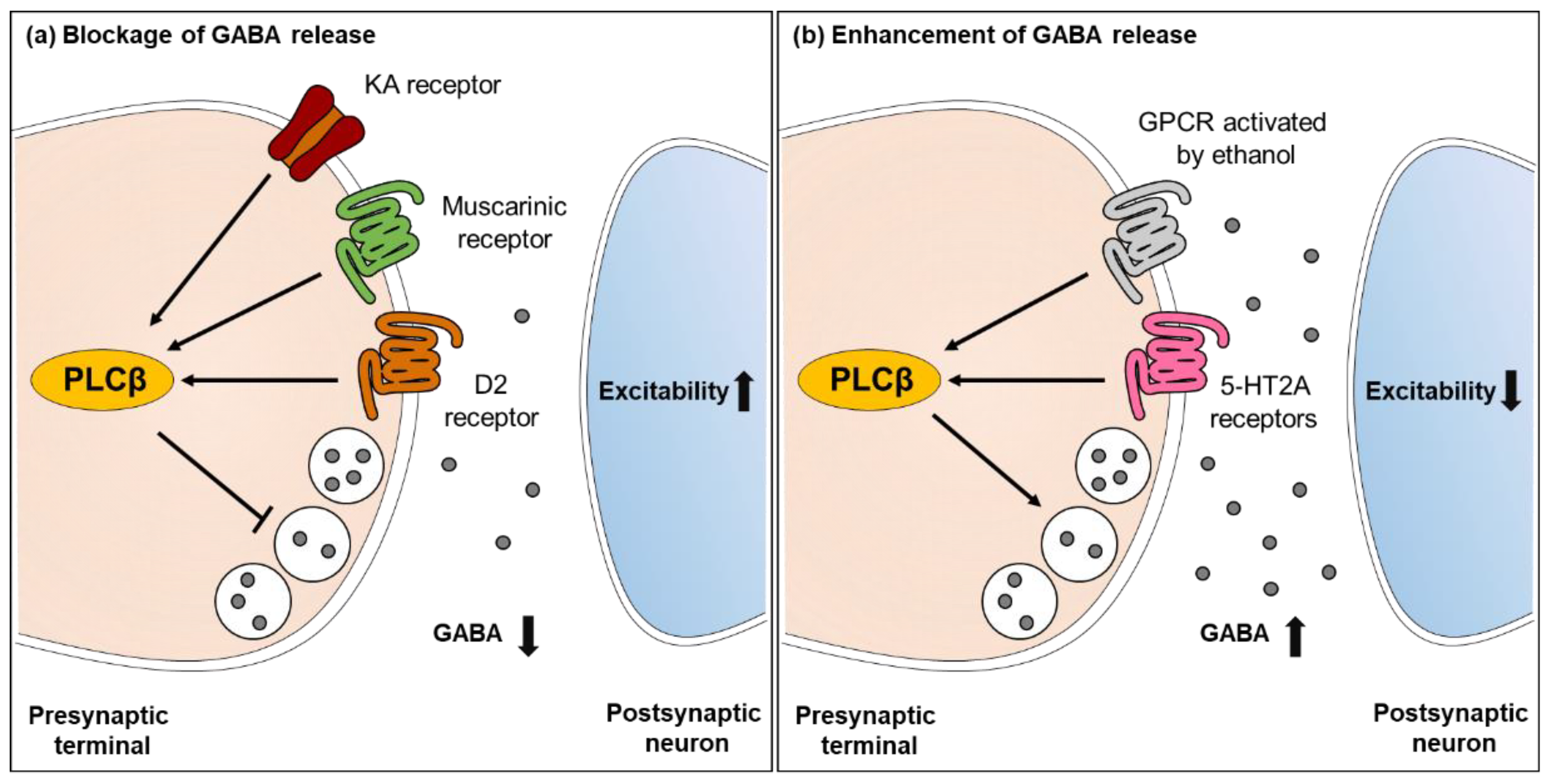 Ijms Free Full Text The Role Of Phospholipase C In Gabaergic Inhibition And Its Relevance To Epilepsy Html