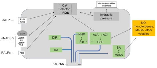 Ijms Free Full Text Threat At One End Of The Plant What Travels To Inform The Other Parts Html