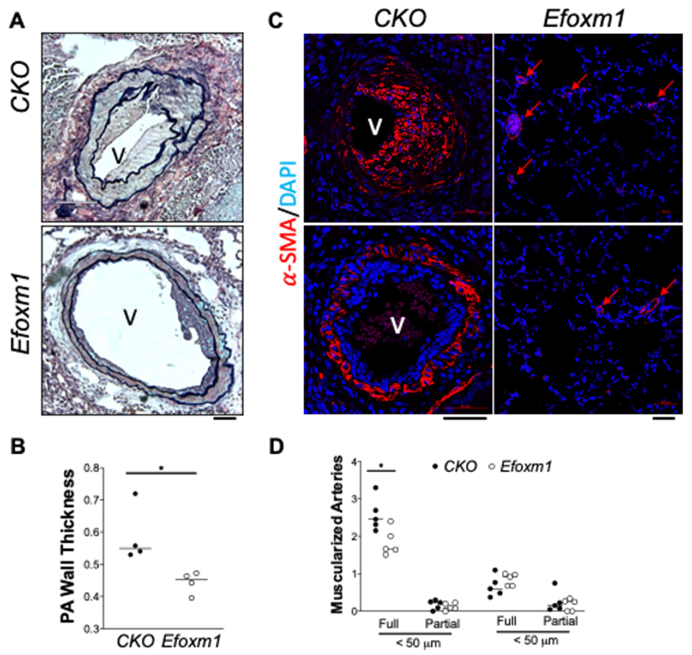 Ijms 22 03182 g004 Ijms 22 03182 g004