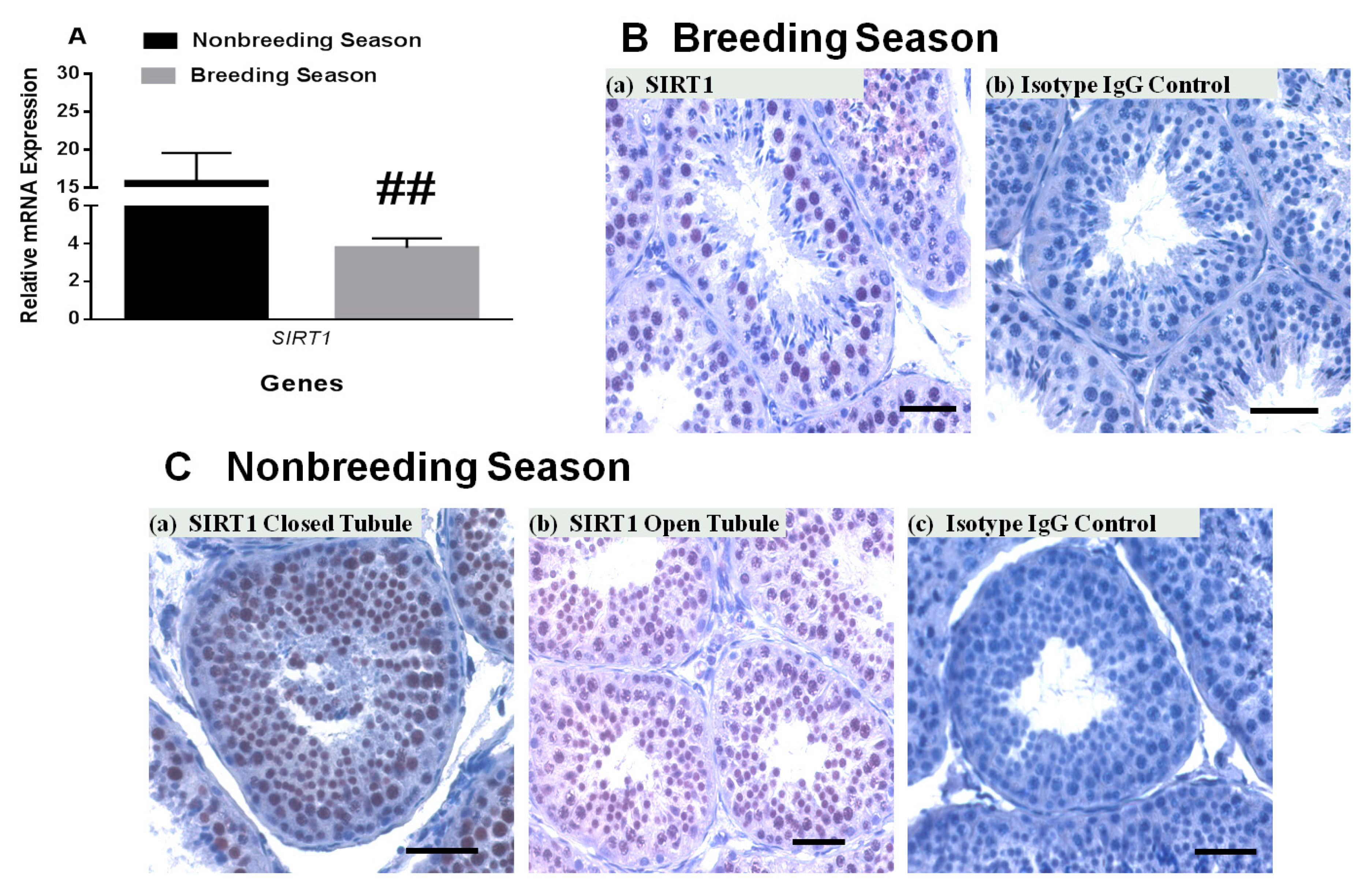 Ijms 22 03207 g004 Ijms 22 03207 g004