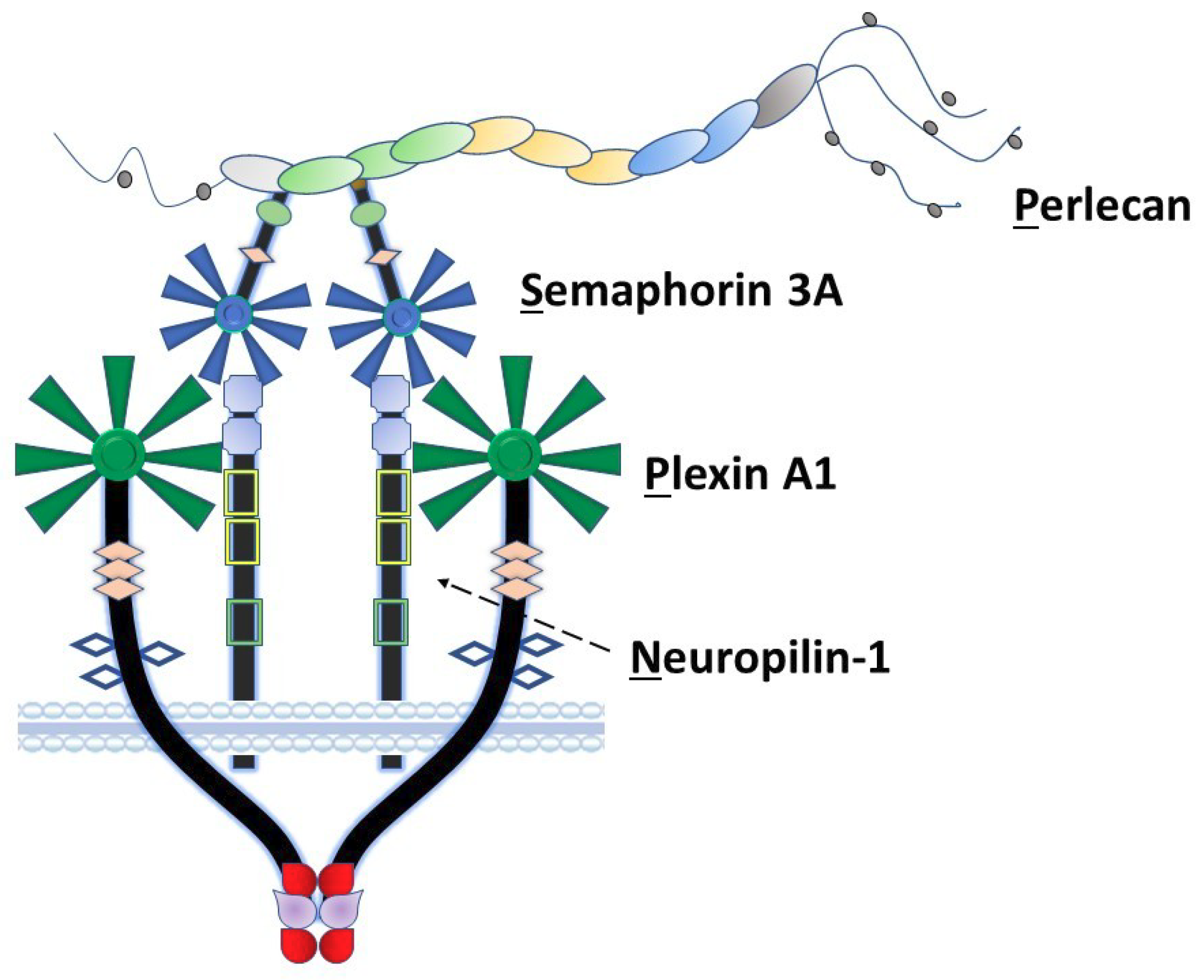 Ijms 22 03218 g001 Ijms 22 03218 g001