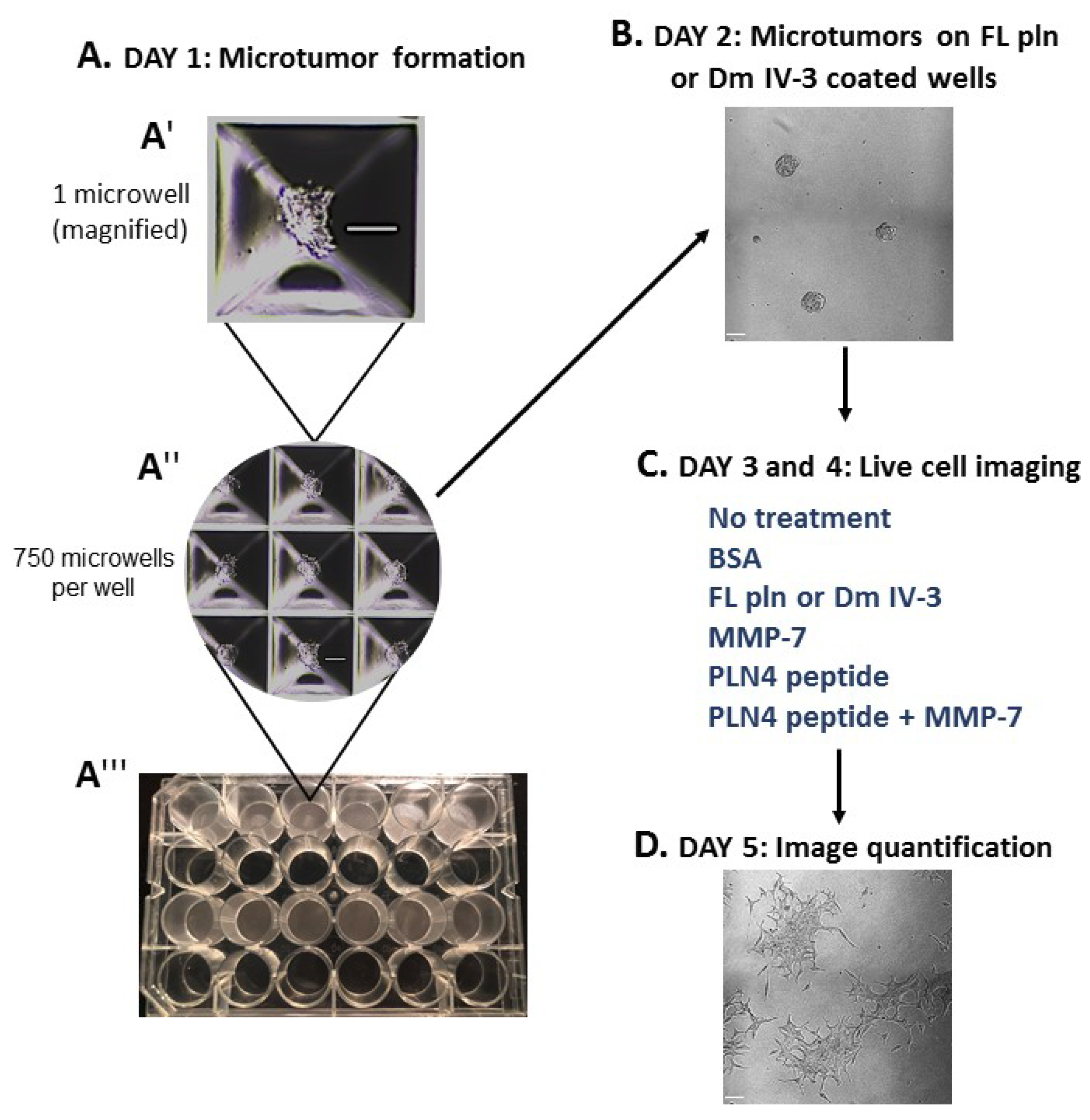 Ijms 22 03218 g004 Ijms 22 03218 g004