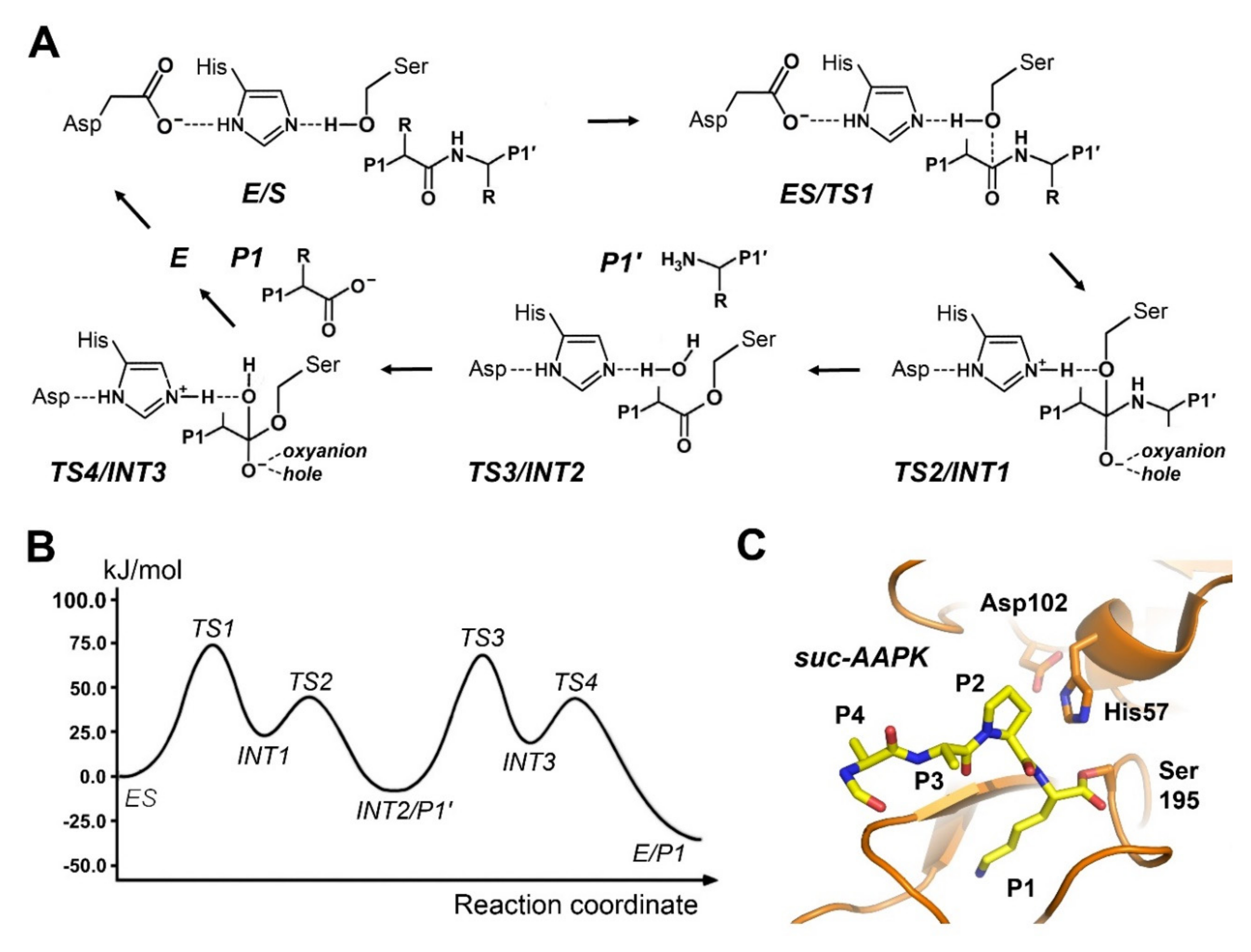 Ijms Free Full Text Mechanisms Of Proteolytic Enzymes And Their