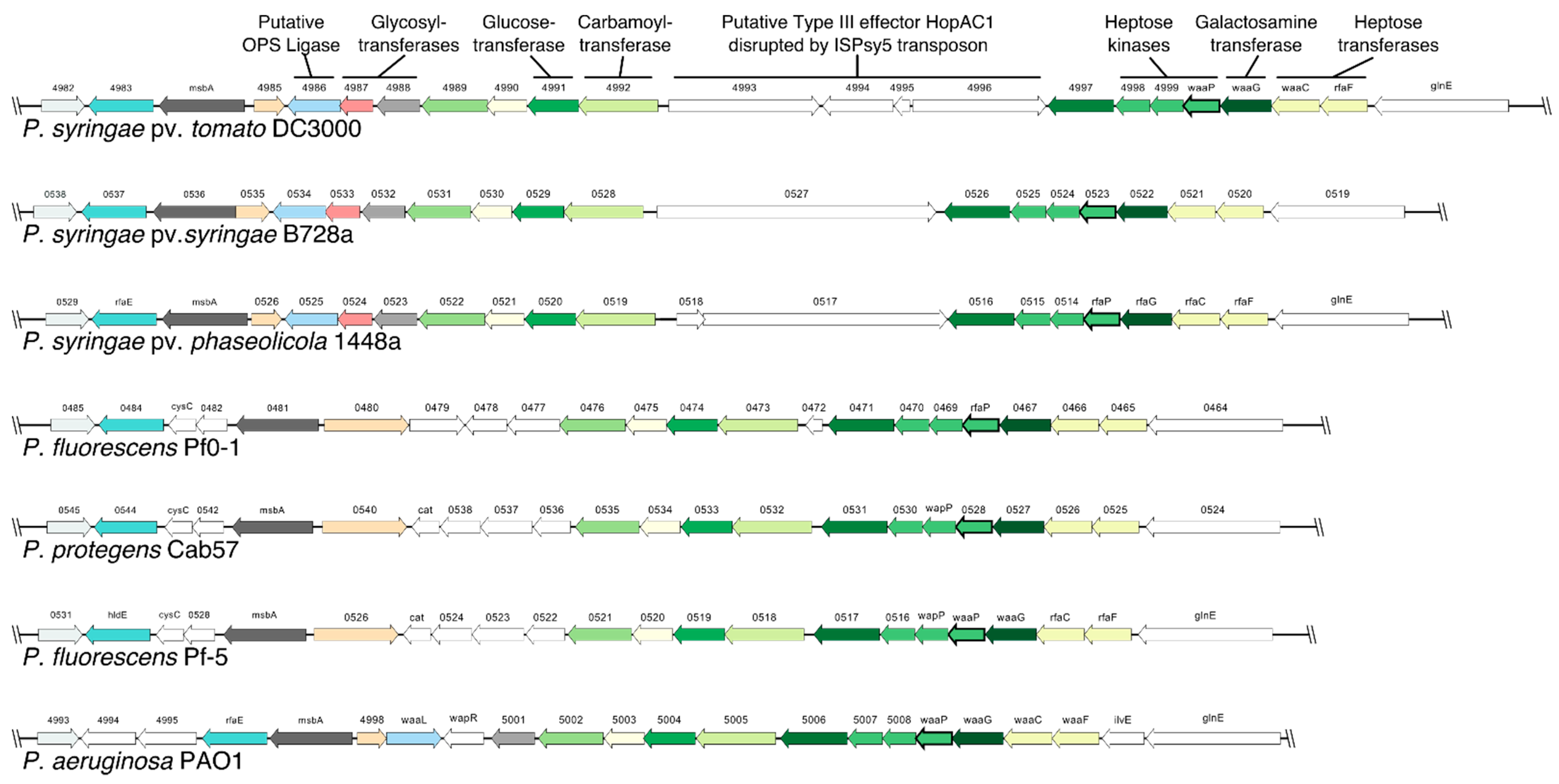 IJMS | Free Full-Text | Analysis of the Structure and Biosynthesis of ...