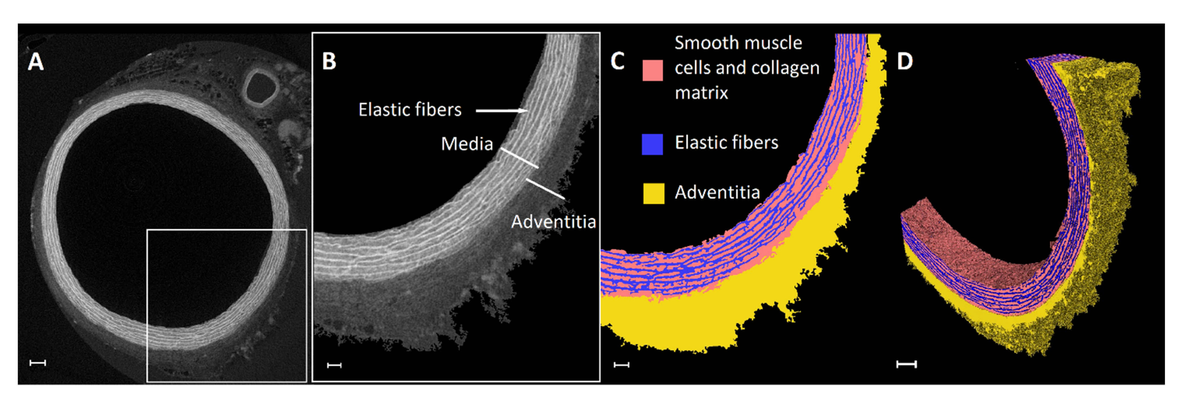Ijms 22 03263 g007 Ijms 22 03263 g007