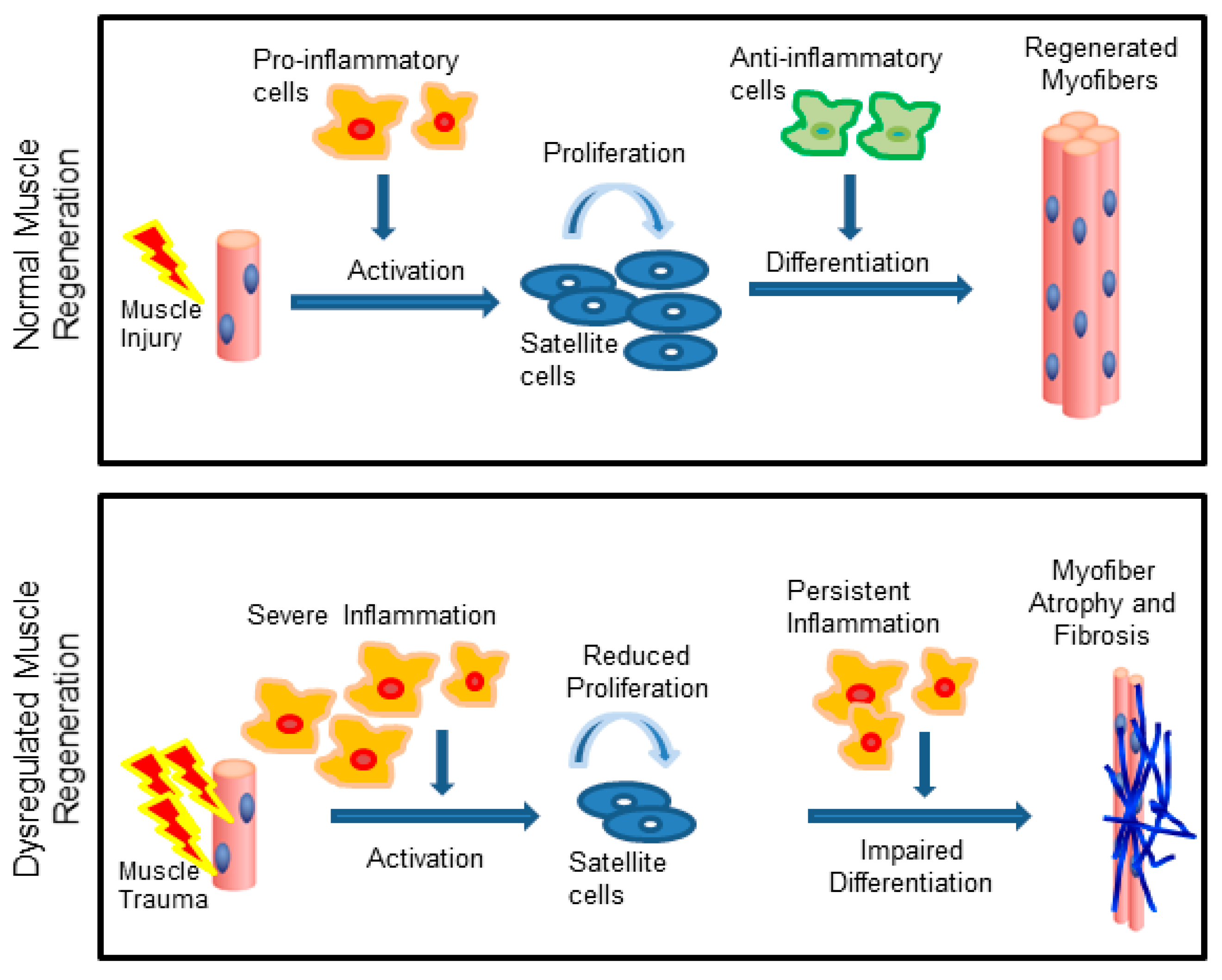 IJMS | Free Full-Text | The Role of Innate and Adaptive Immune Cells in  Skeletal Muscle Regeneration