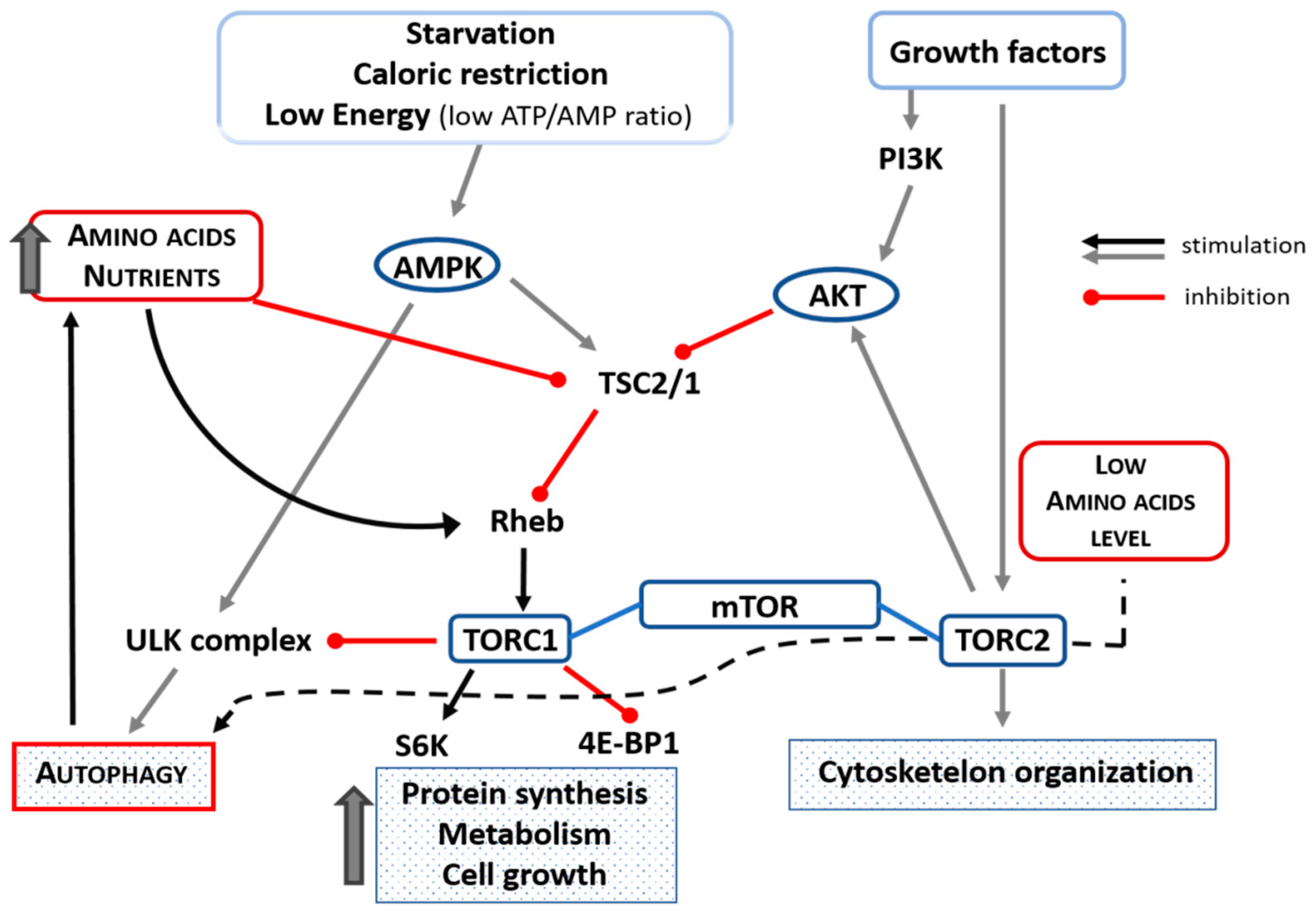 Ijms 22 03332 g003 Ijms 22 03332 g003