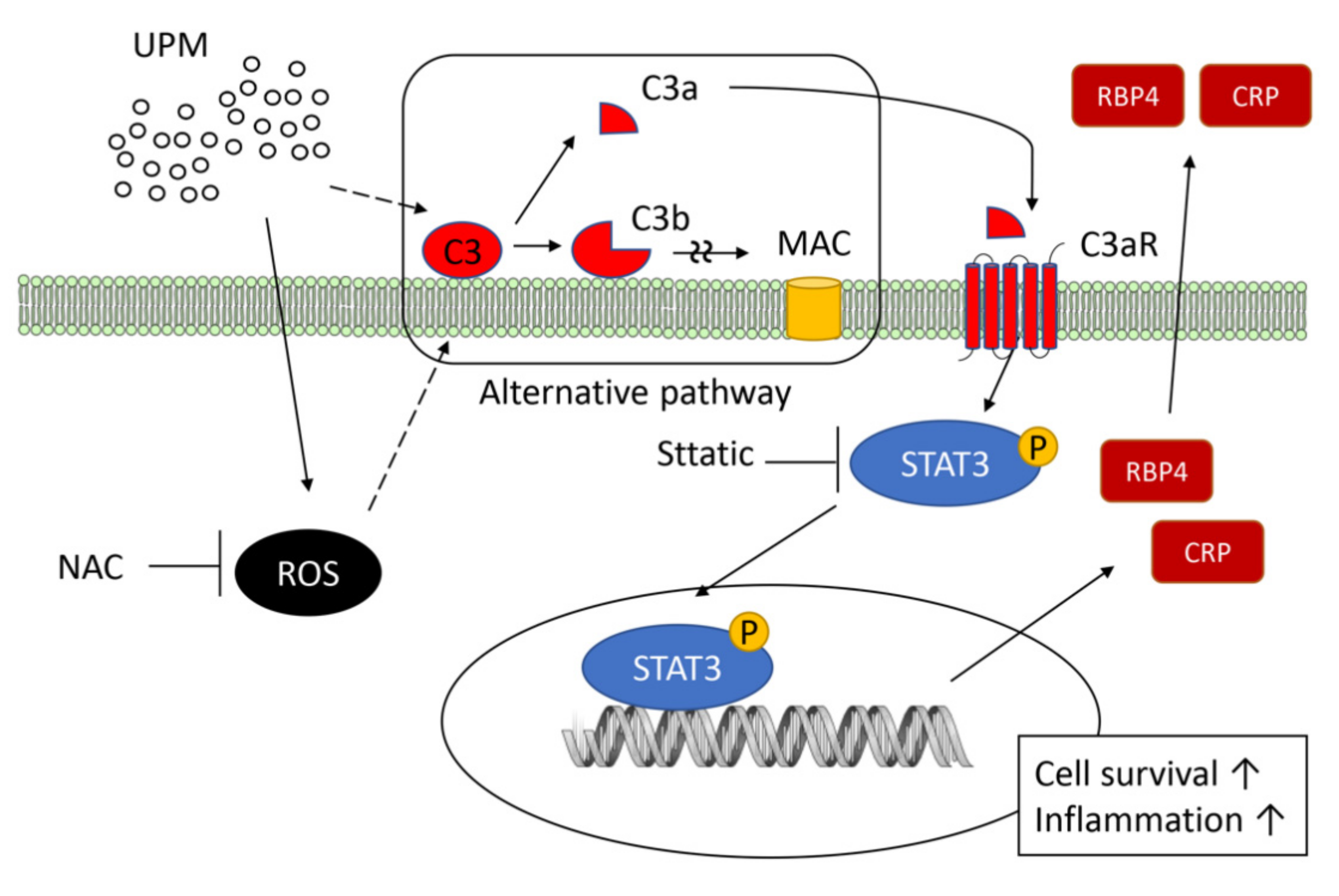 Ijms 22 03336 g007 Ijms 22 03336 g007
