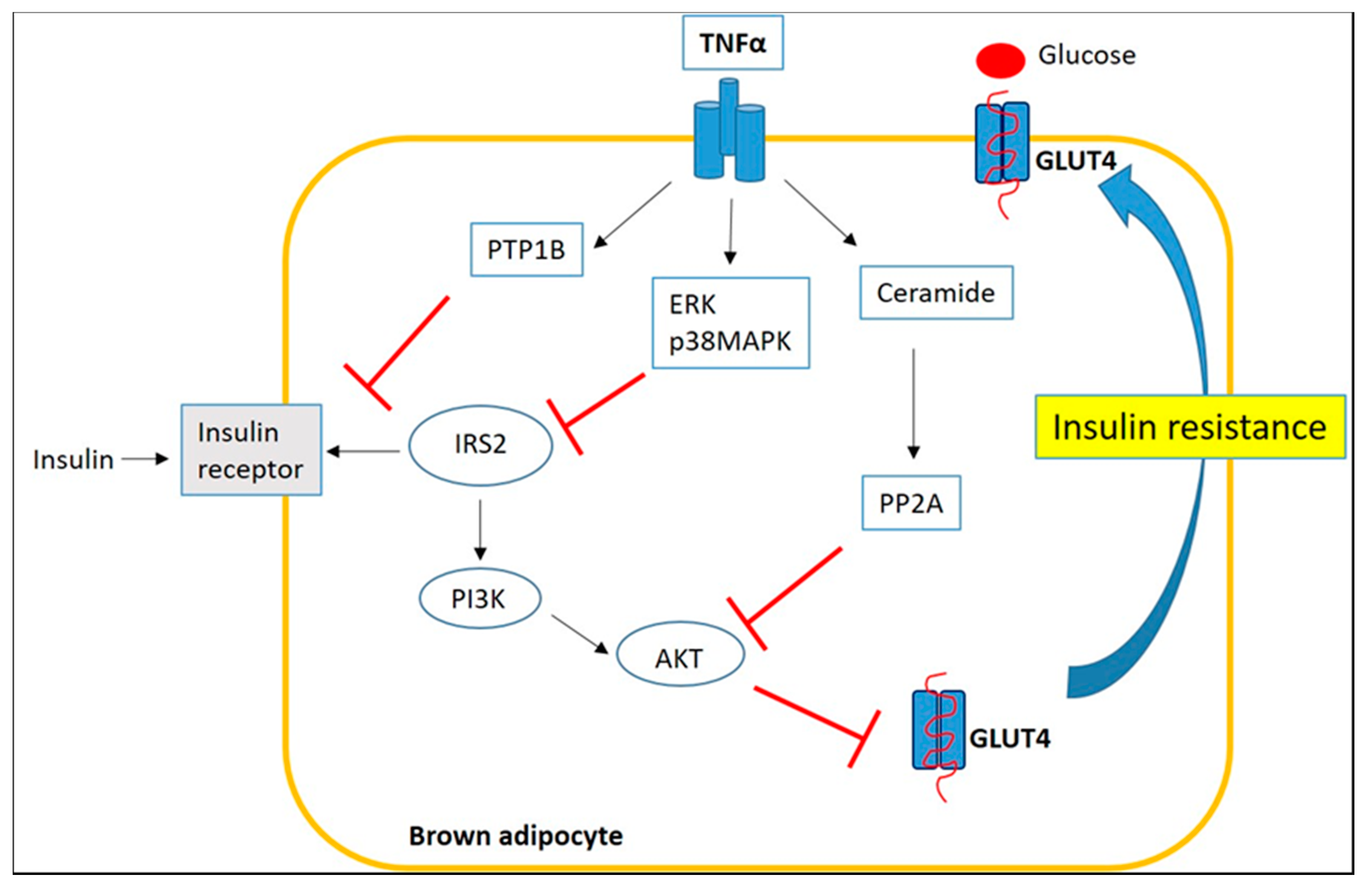 Ijms 22 03351 g005 Ijms 22 03351 g005