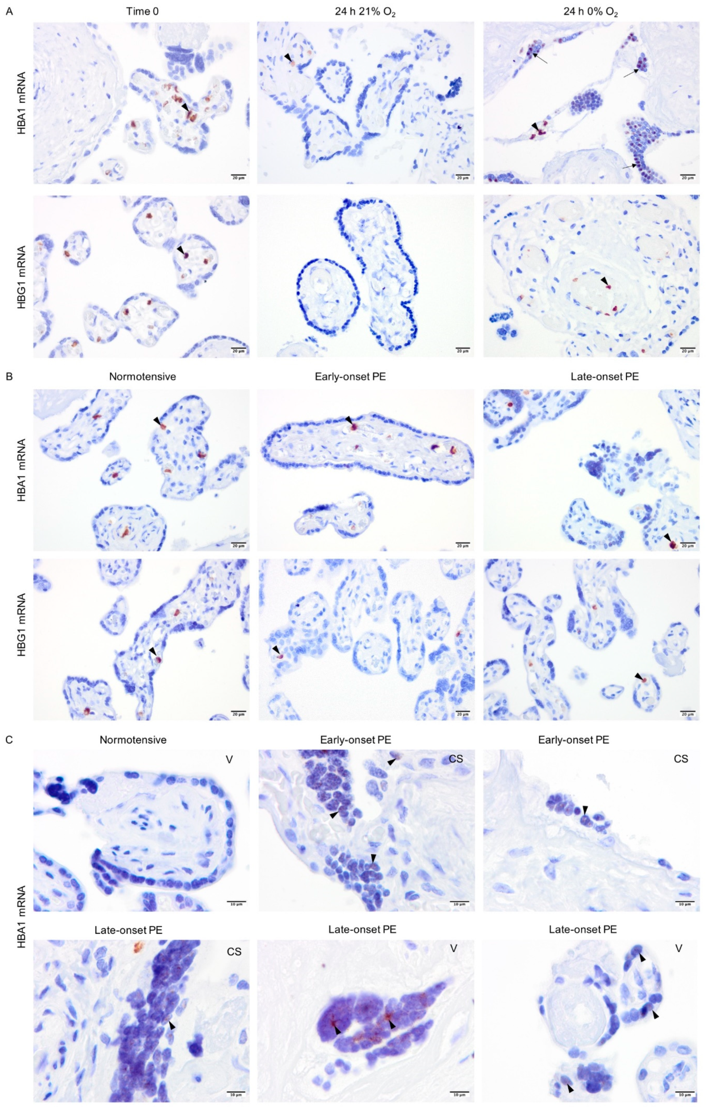 Ijms 22 03357 g005 Ijms 22 03357 g005