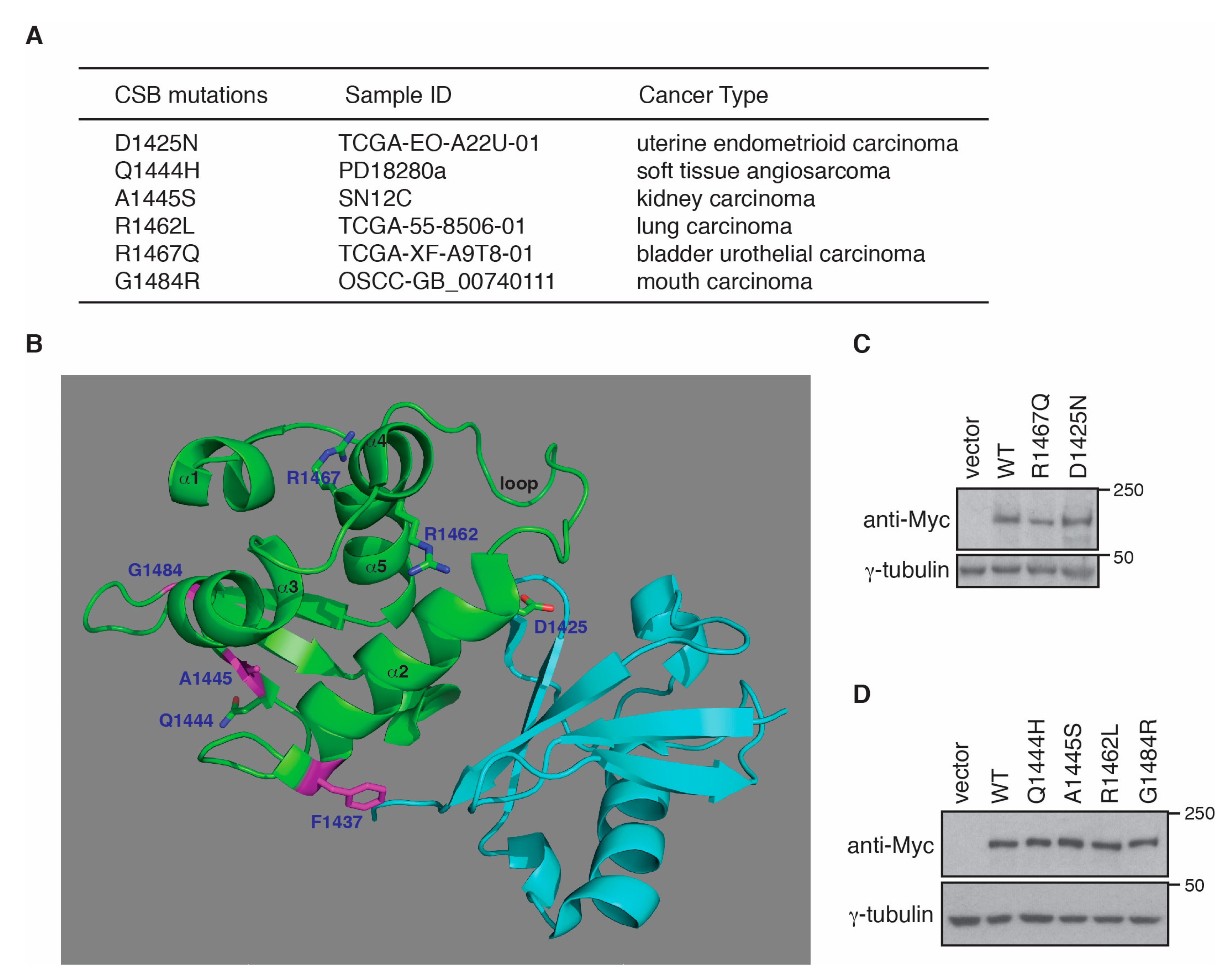 Ijms 22 03379 g004 Ijms 22 03379 g004