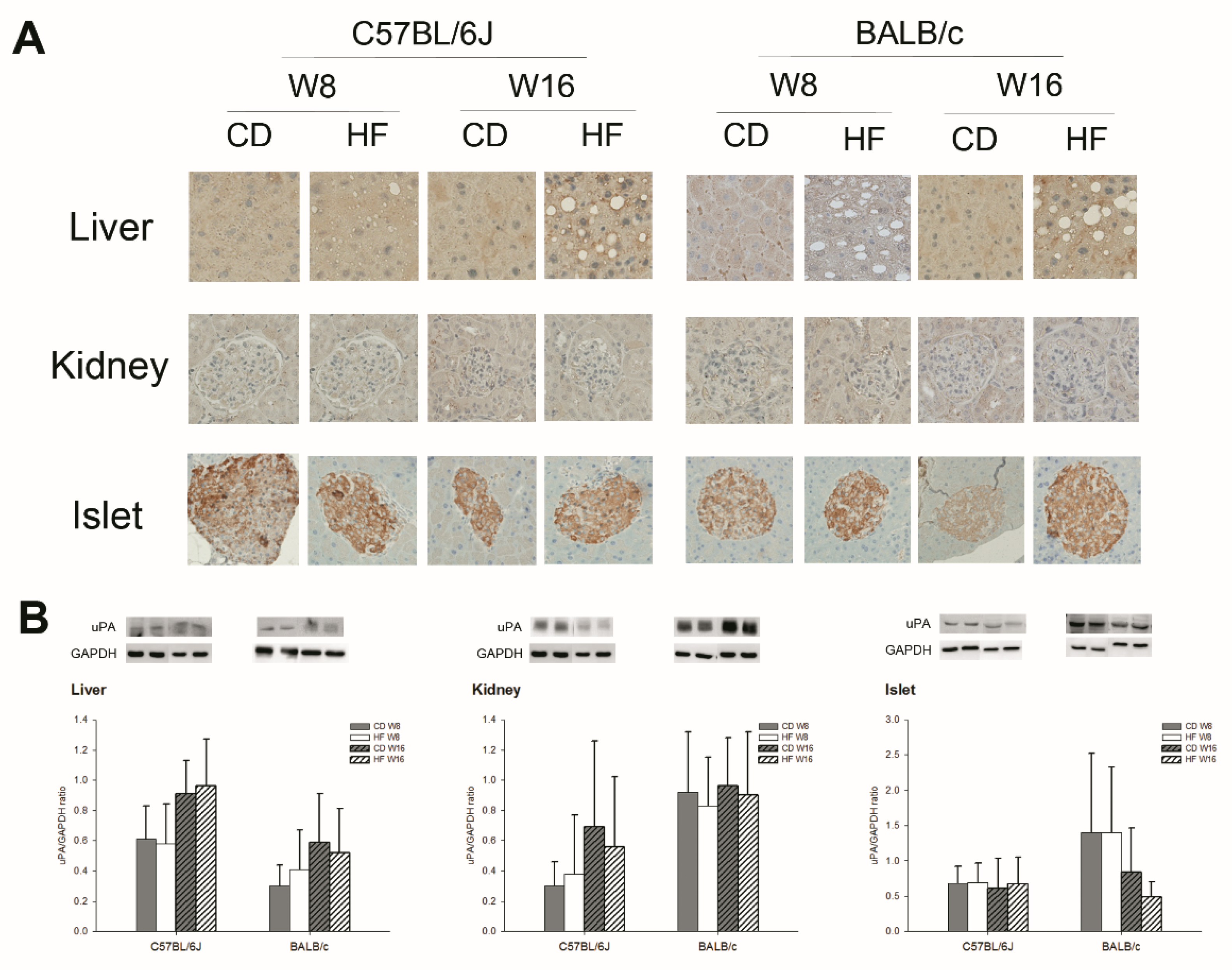 Ijms 22 03407 g002 Ijms 22 03407 g002