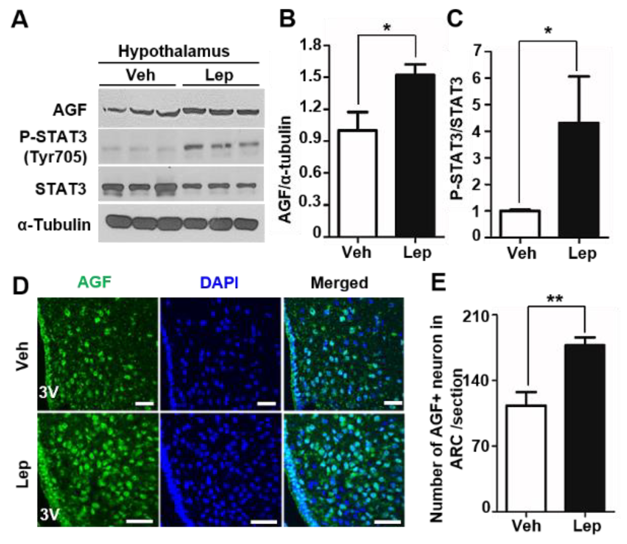 Ijms 22 03443 g003 Ijms 22 03443 g003