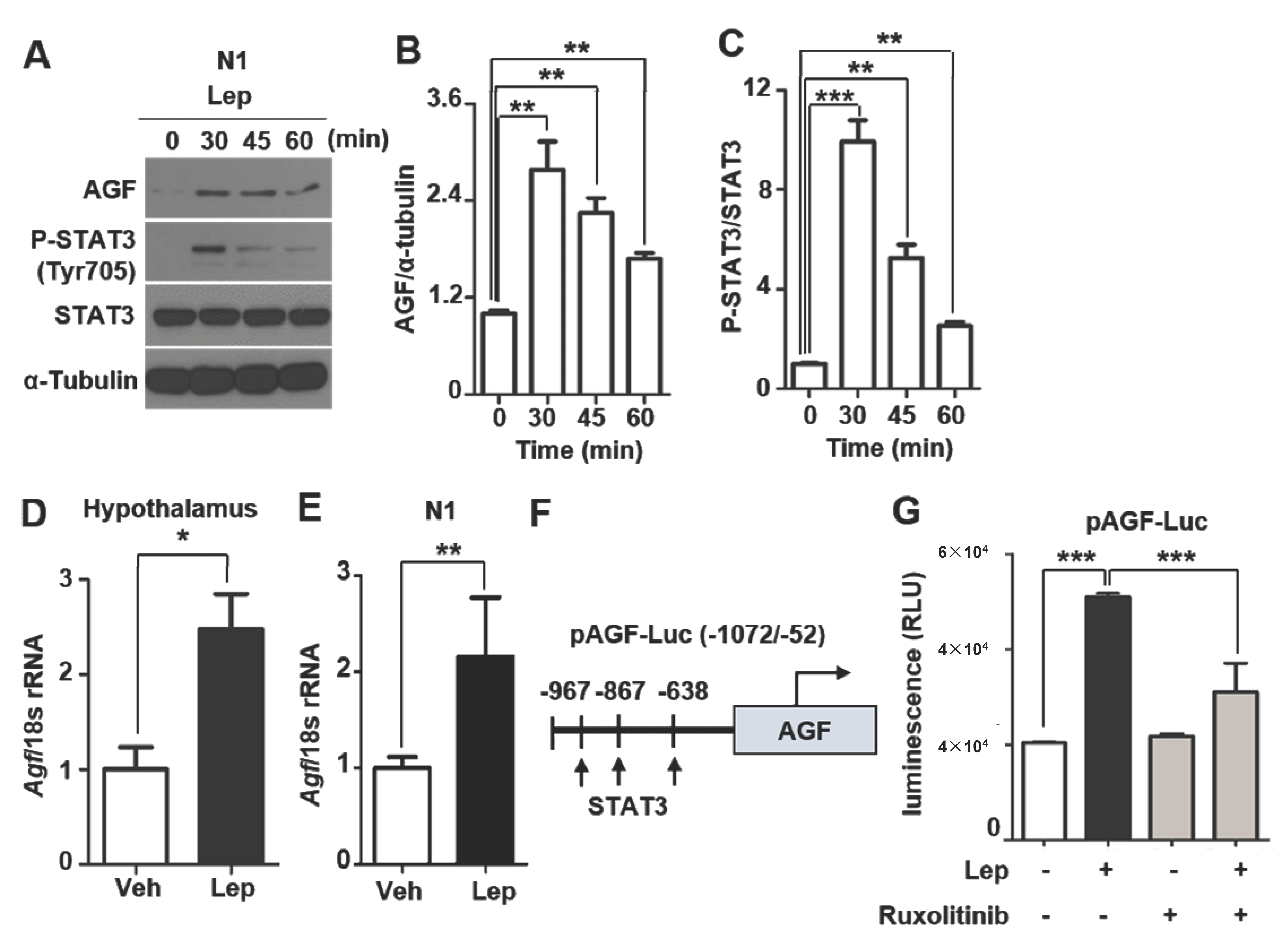 Ijms 22 03443 g004 Ijms 22 03443 g004