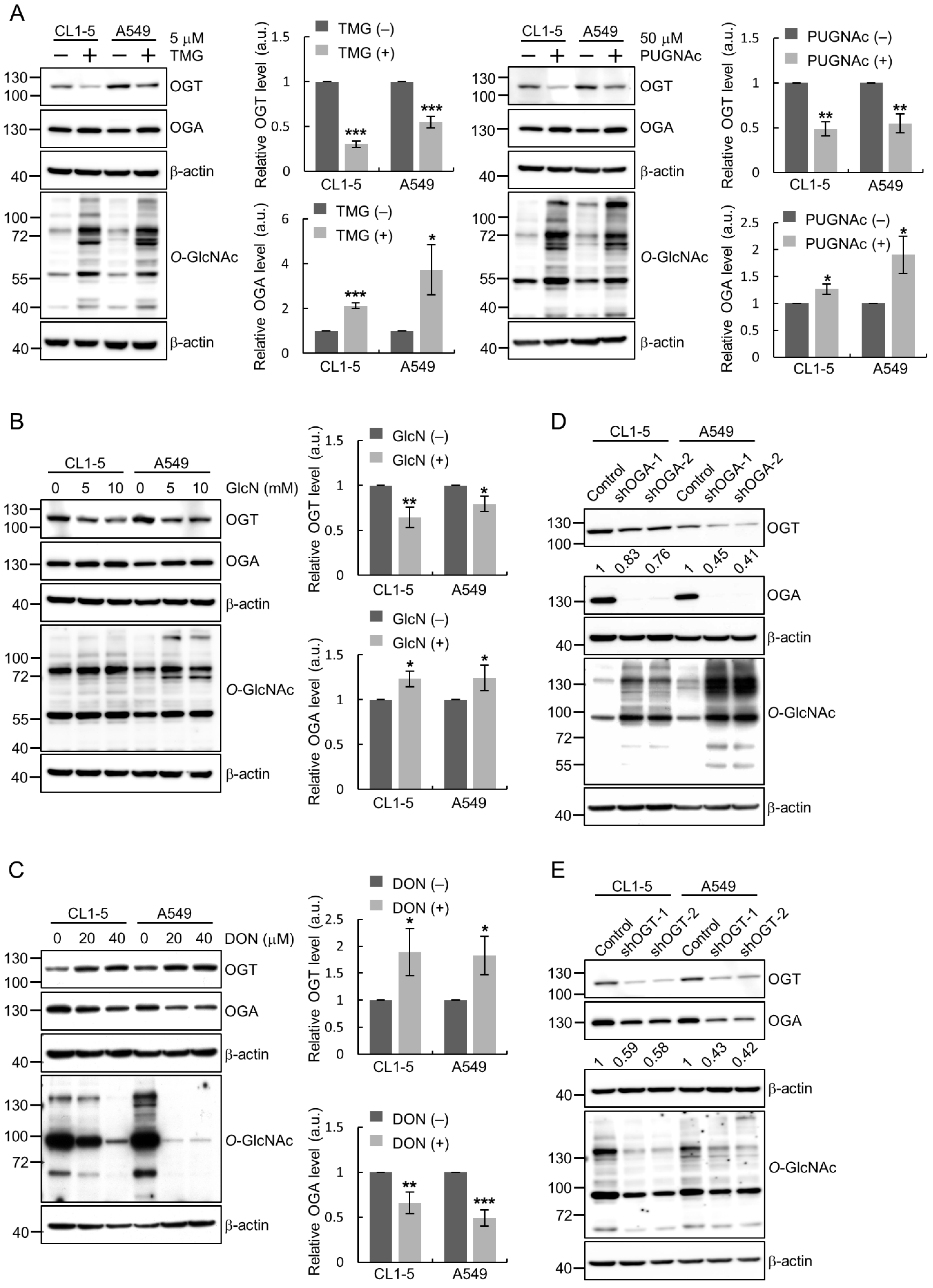 Pharmacological Inhibition of O-GlcNAcase Enhances Autophagy in