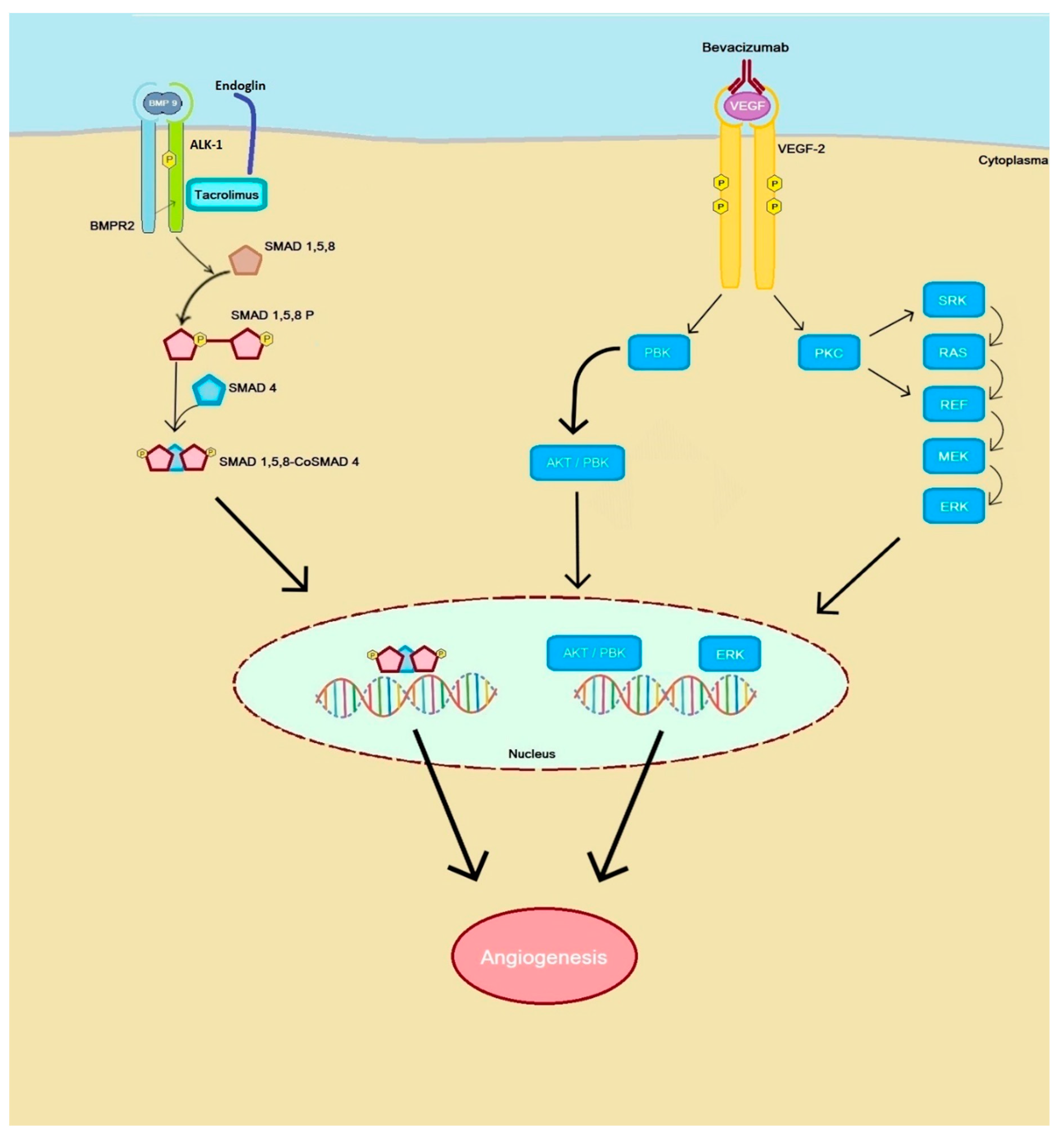 Ijms 22 03471 g002 Ijms 22 03471 g002