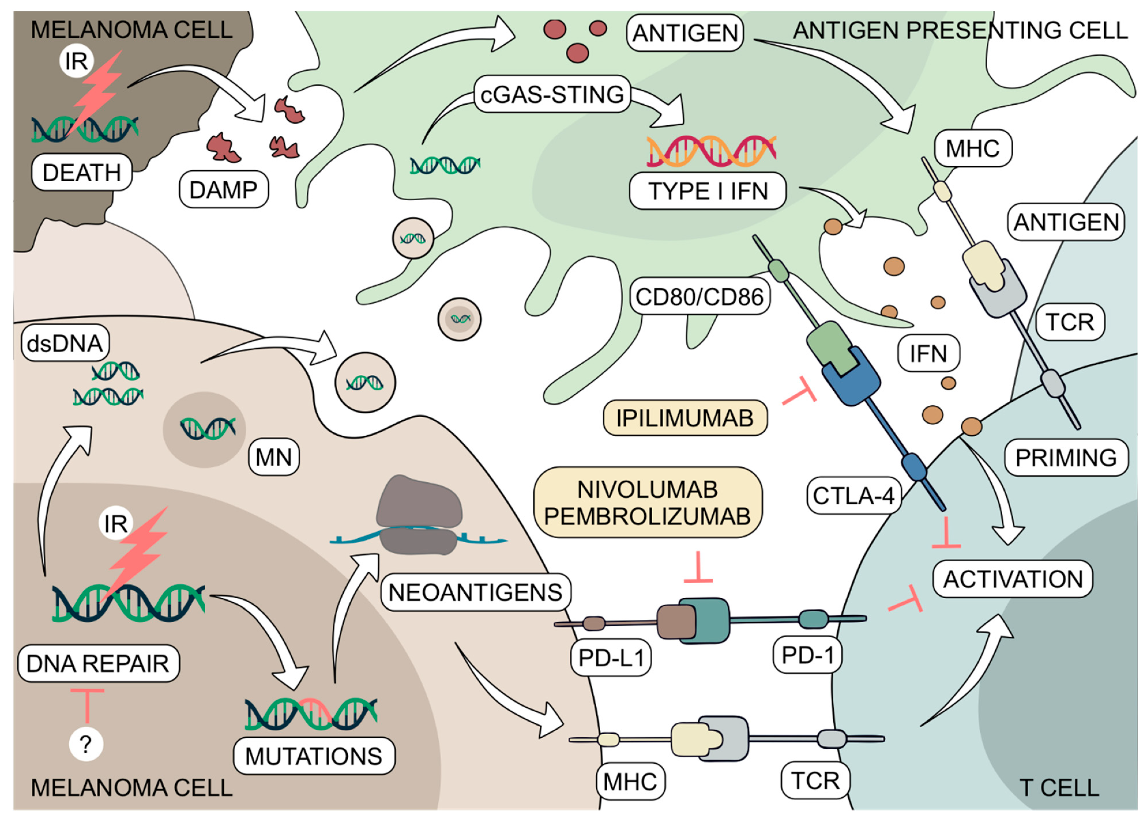 Ijms 22 03485 g002 Ijms 22 03485 g002