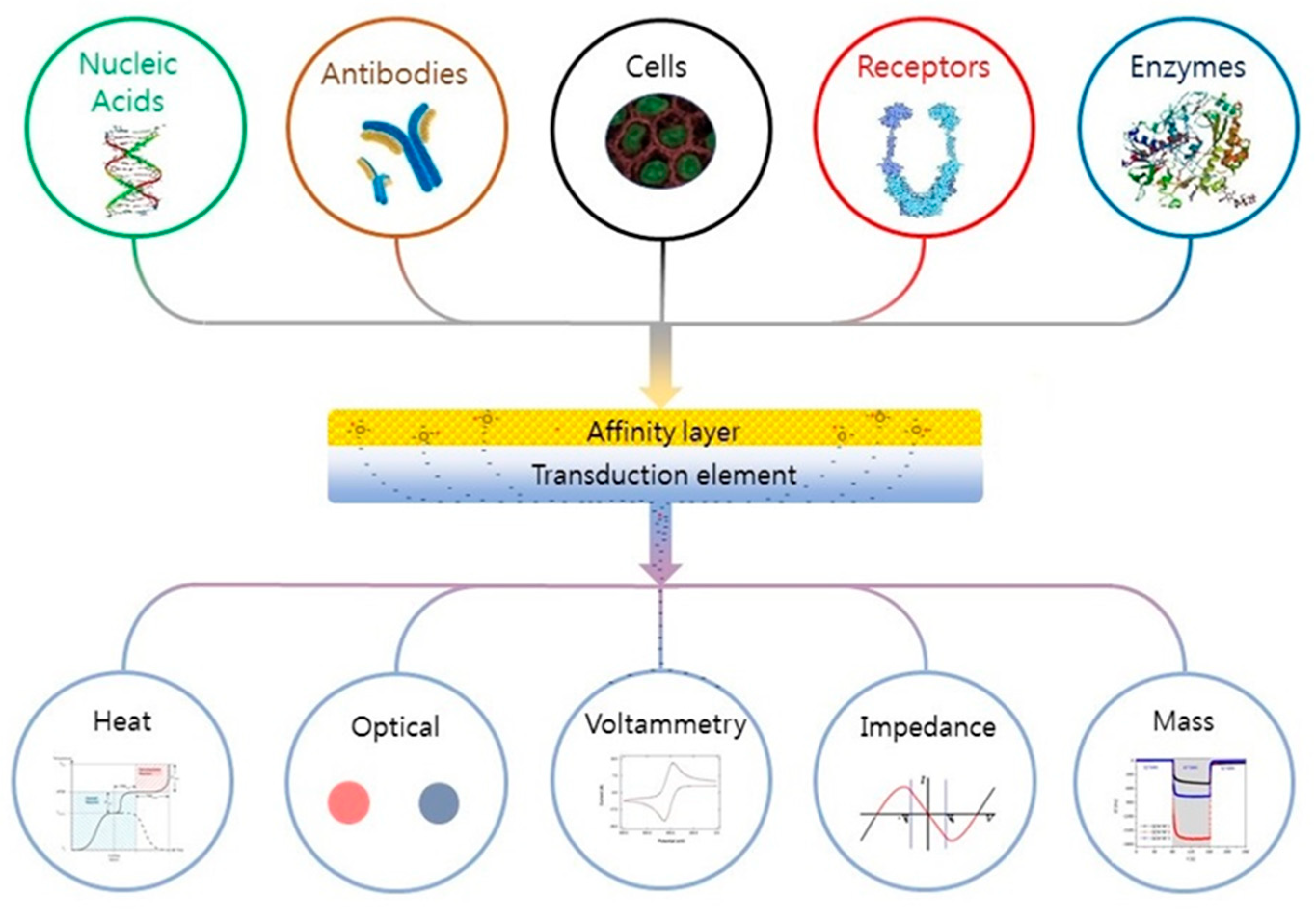 Ijms 22 03499 g004 Ijms 22 03499 g004