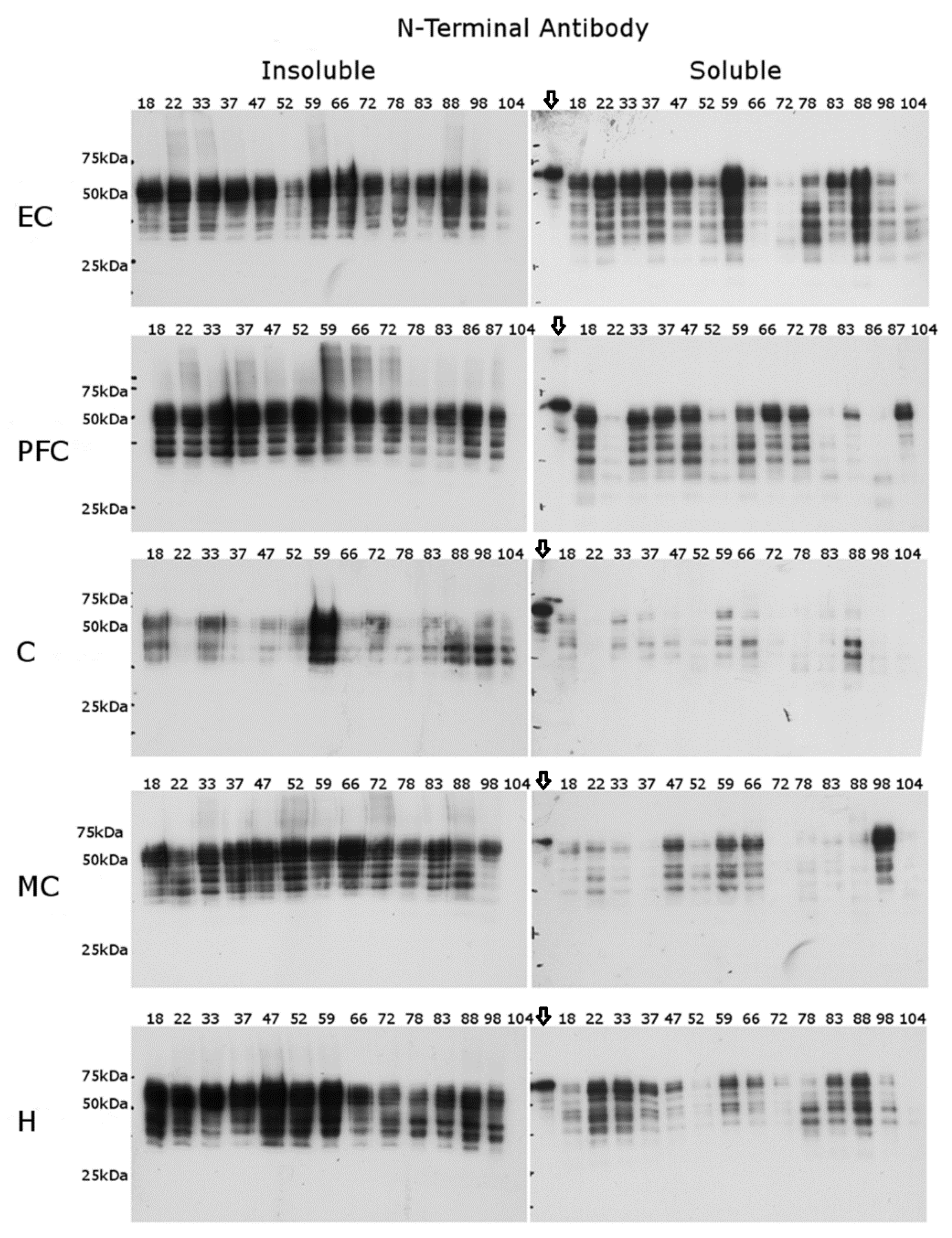 Ijms 22 03521 g004 Ijms 22 03521 g004