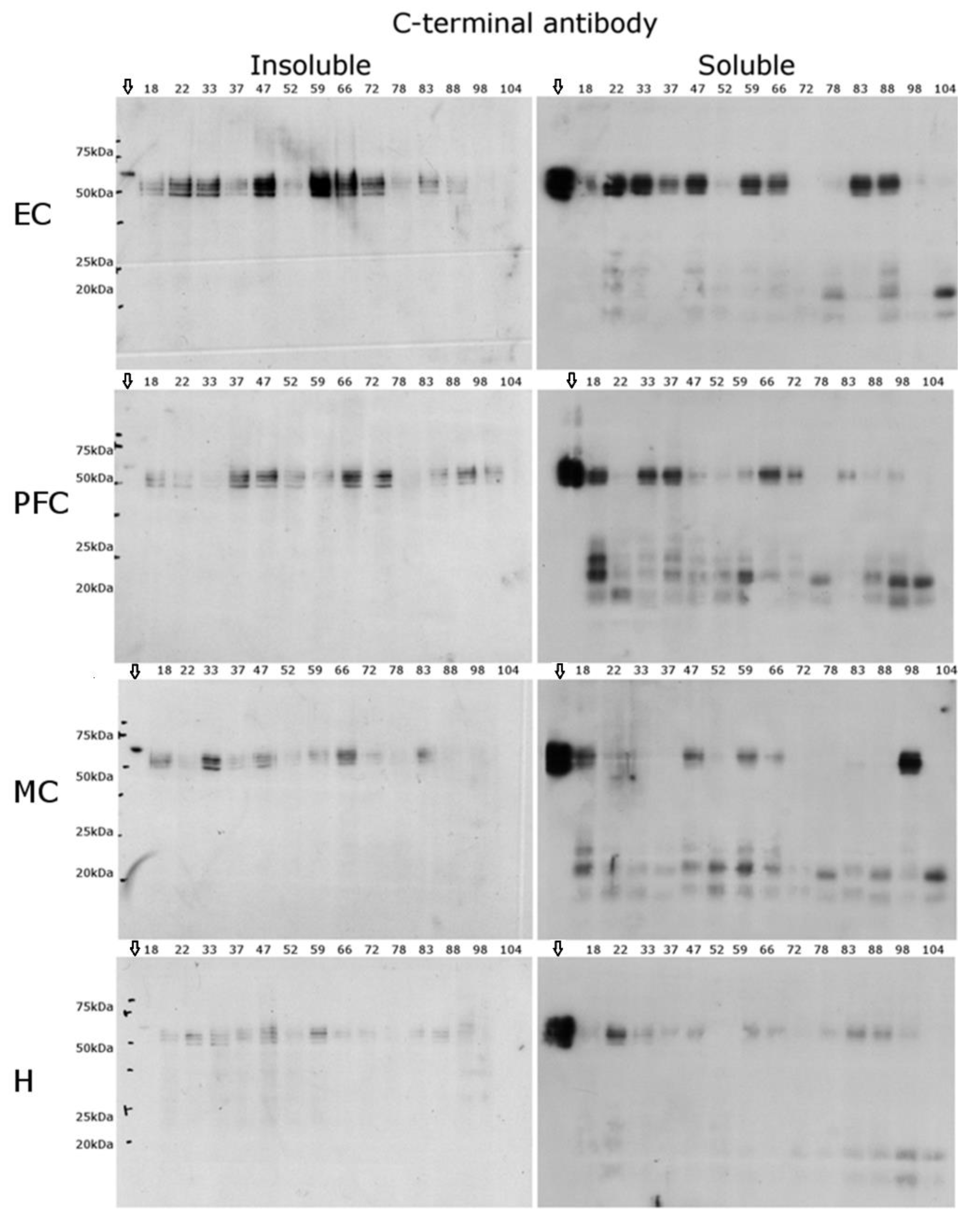 Ijms 22 03521 g005 Ijms 22 03521 g005