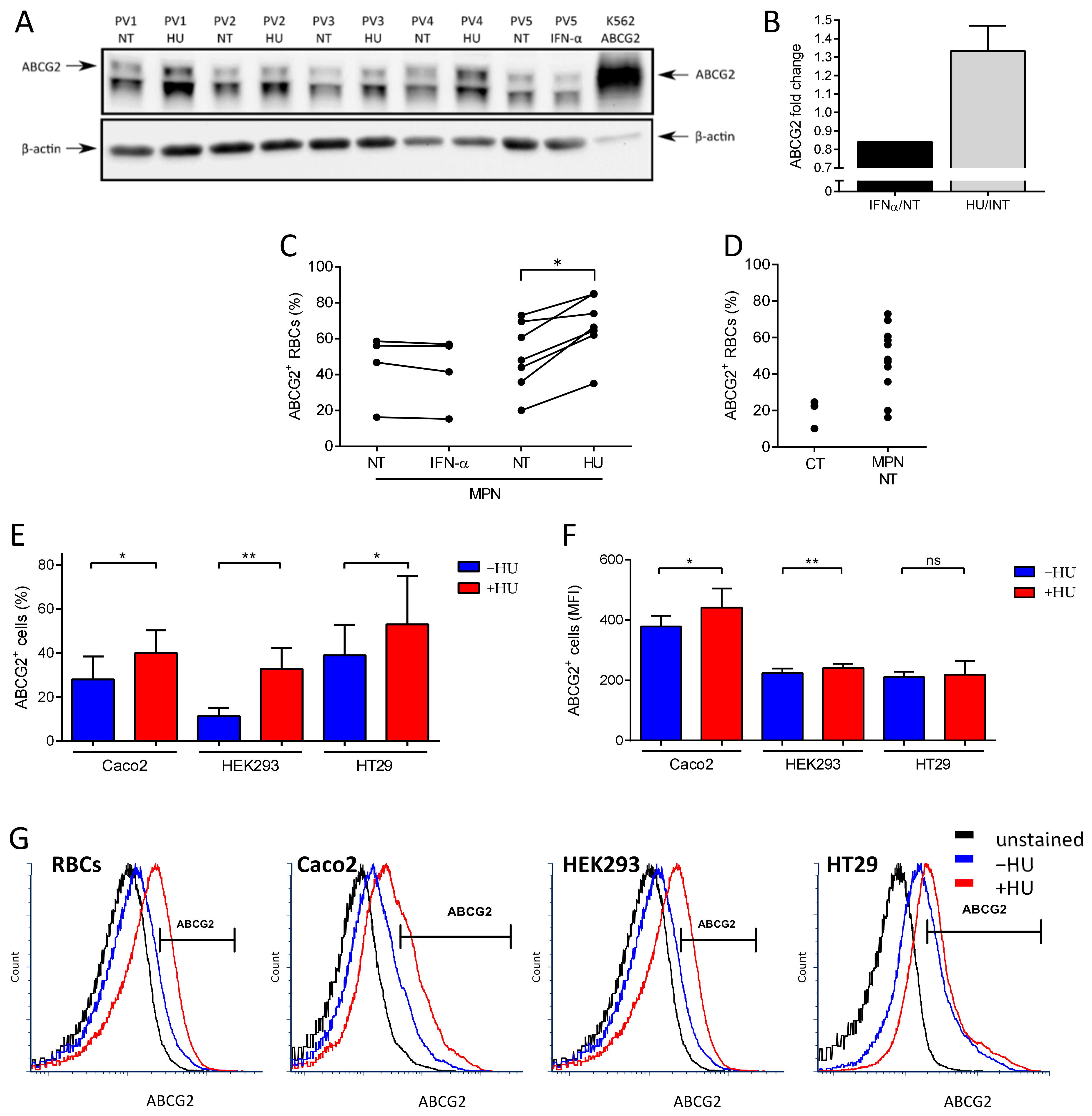 IJMS | Free Full-Text | ABCG2 Is Overexpressed on Red Blood Cells in  Ph-Negative Myeloproliferative Neoplasms and Potentiates  Ruxolitinib-Induced Apoptosis