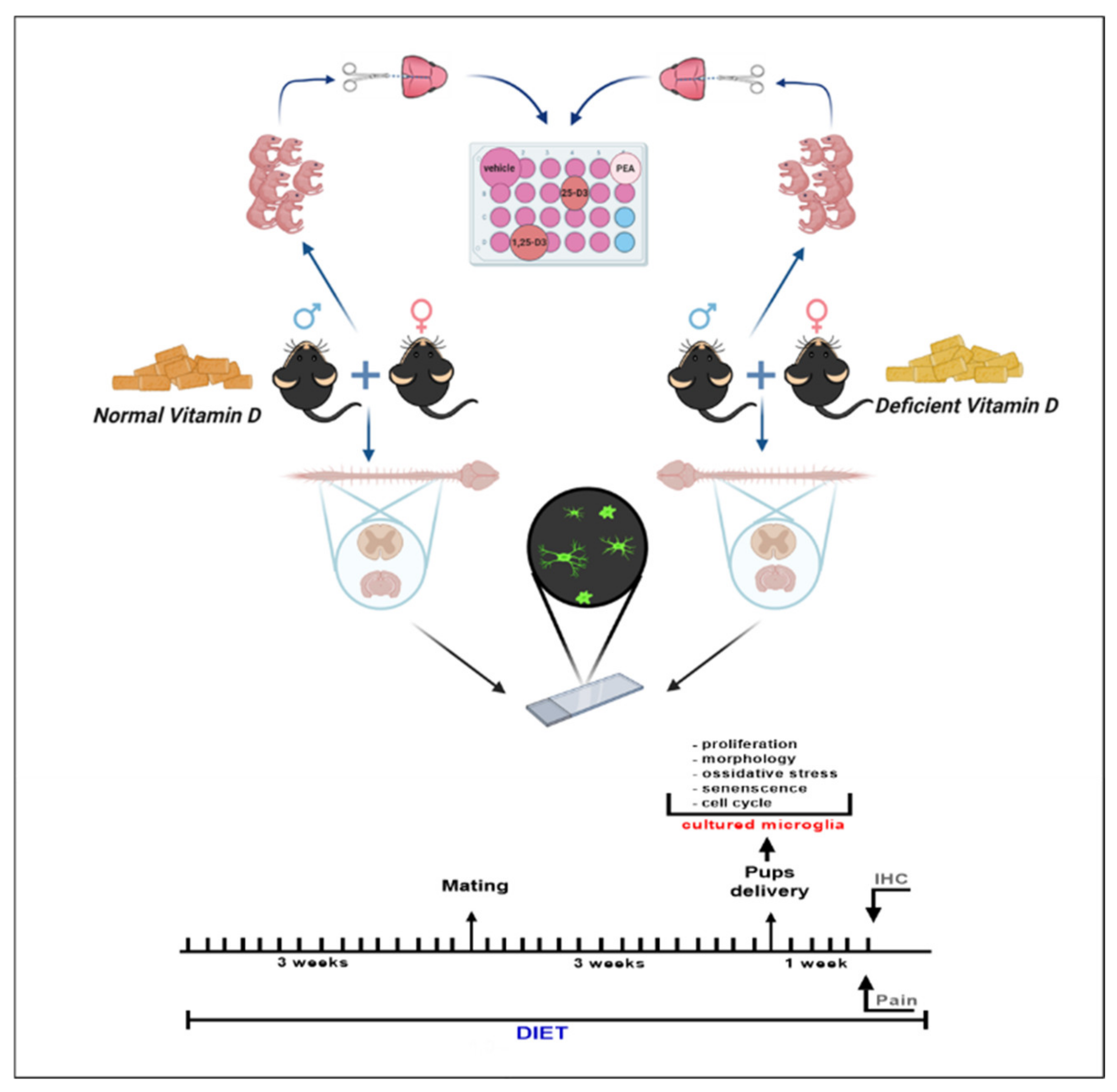 Ijms 22 03604 sch001 Ijms 22 03604 sch001