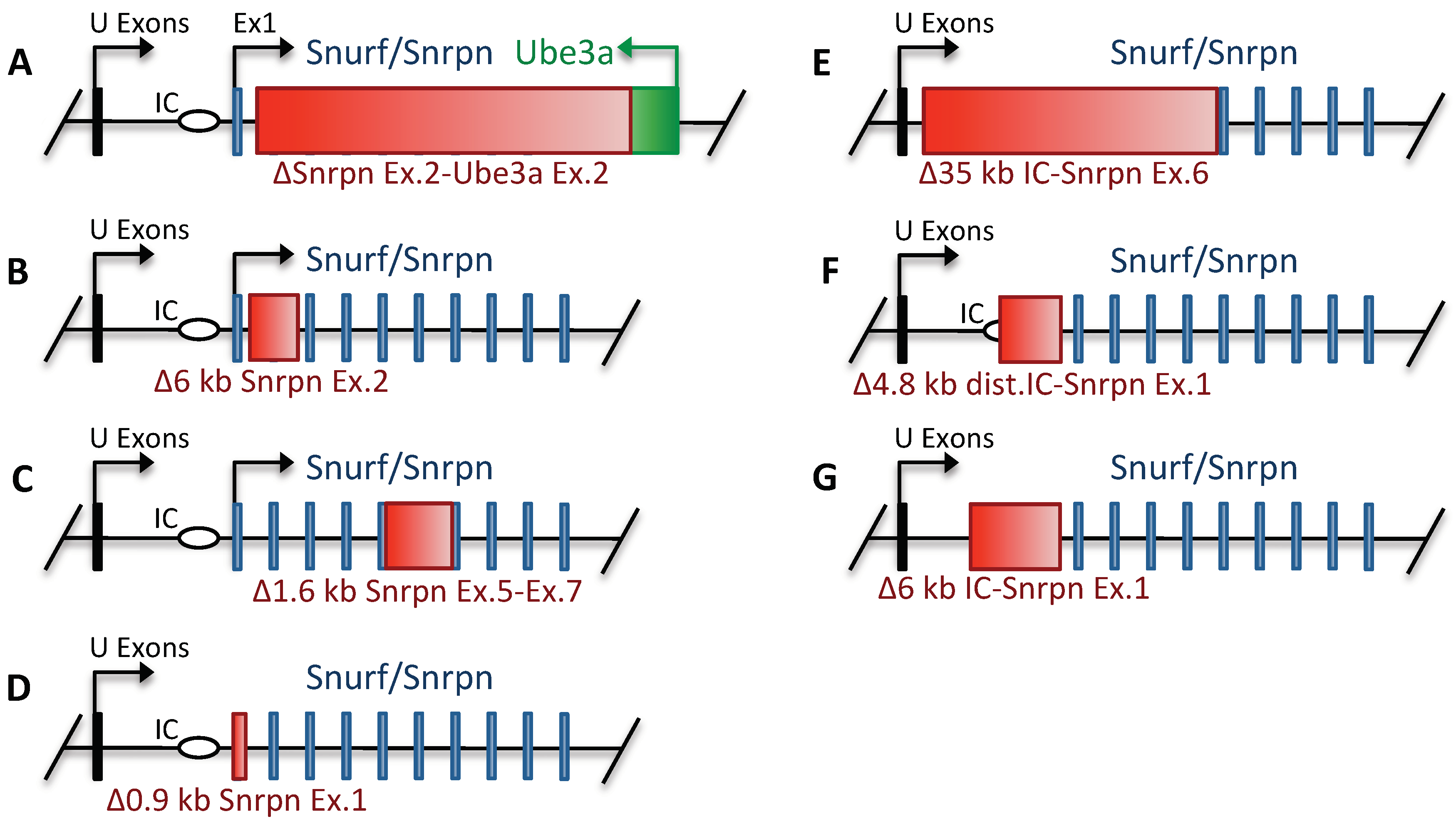 PDF) Hypothalamic loss of Snord116 recapitulates the hyperphagia