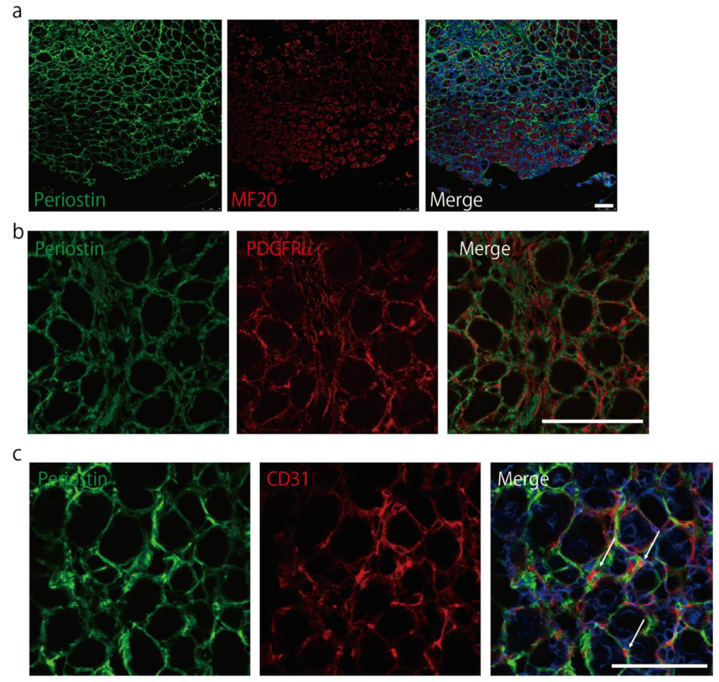 Ijms 22 03627 g003 Ijms 22 03627 g003