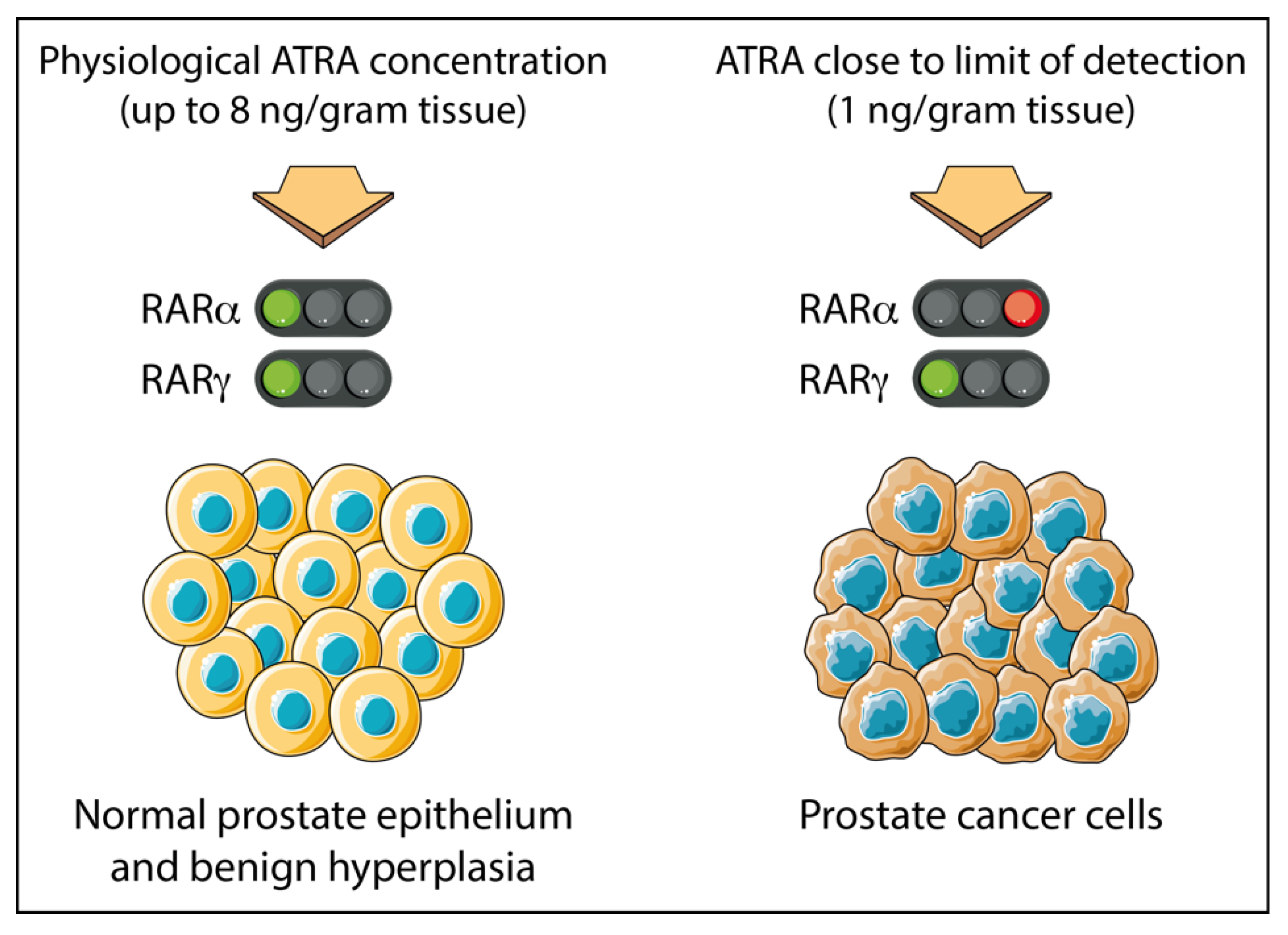 Ijms Free Full Text The Rarg Oncogene An Achilles Heel For Some Cancers Html