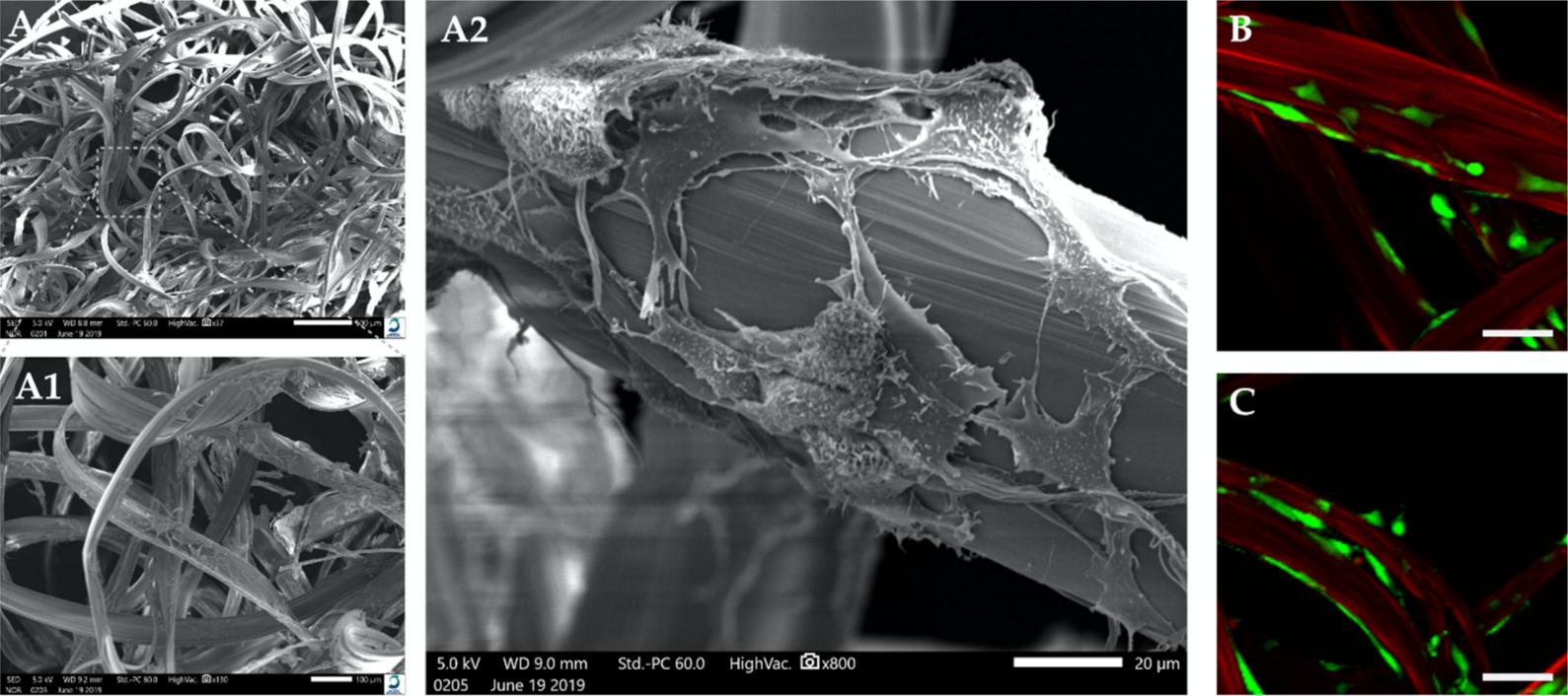 Ijms 22 03635 g004 Ijms 22 03635 g004