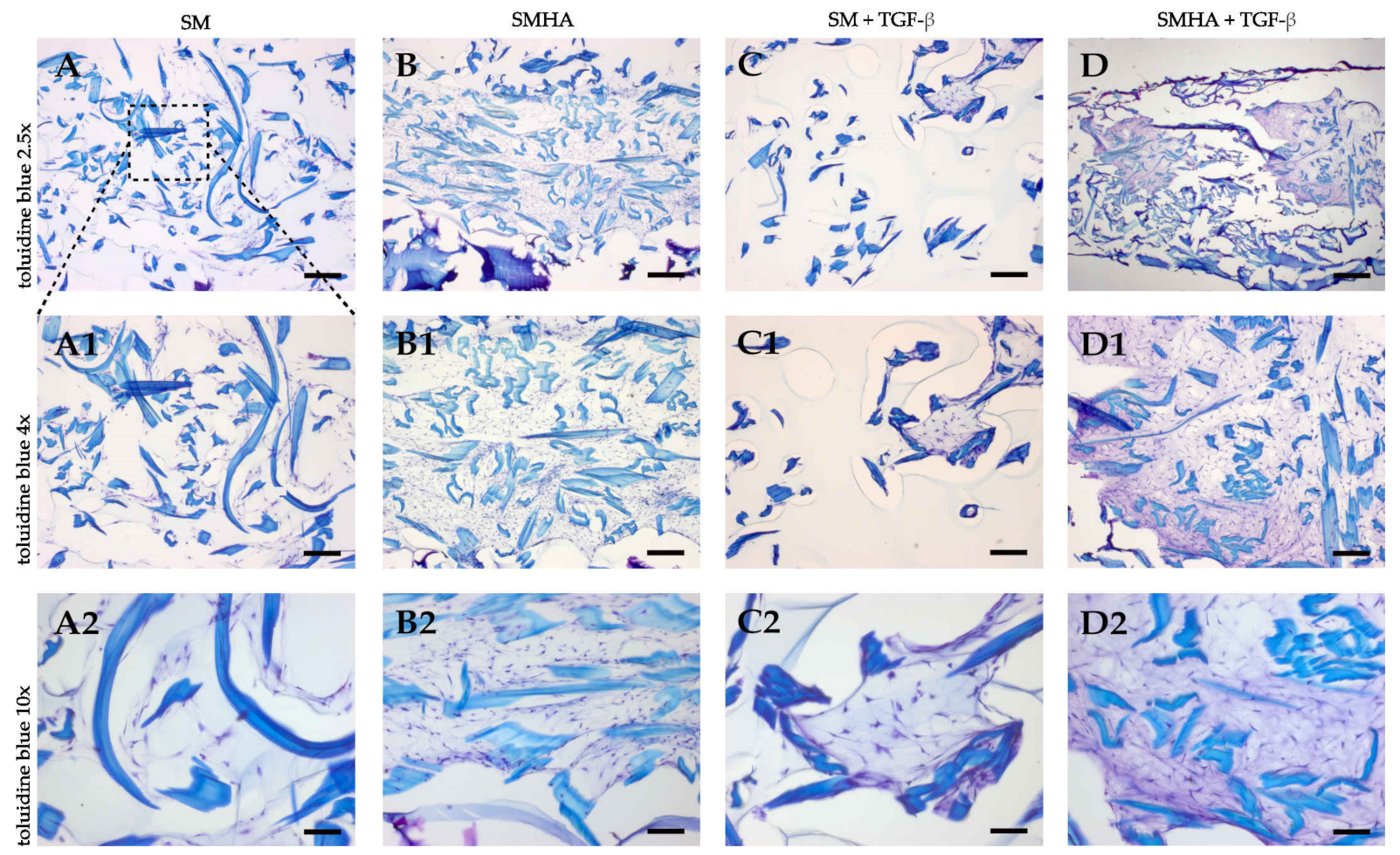 Ijms 22 03635 g007 Ijms 22 03635 g007