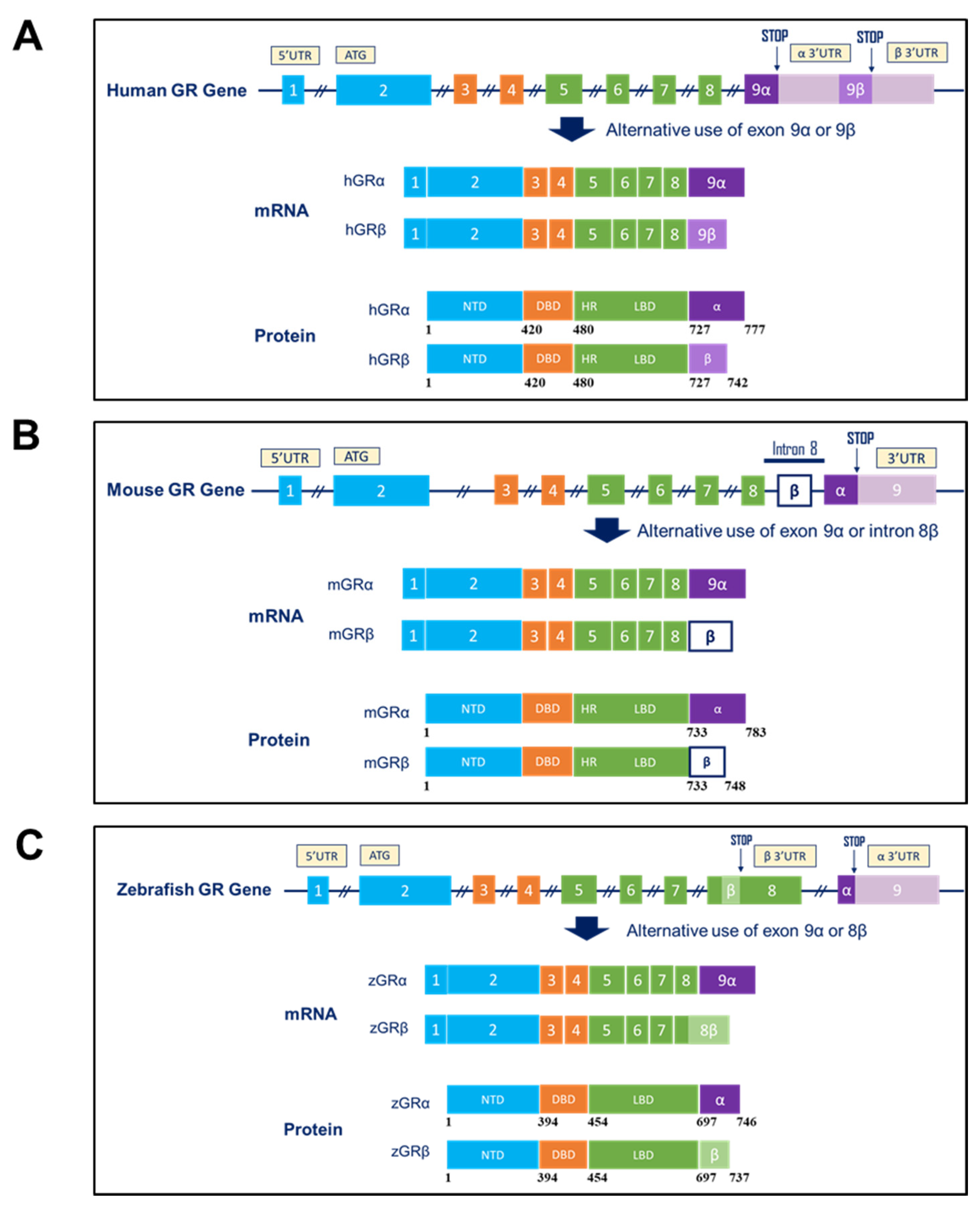 Ijms 22 03649 g002 Ijms 22 03649 g002