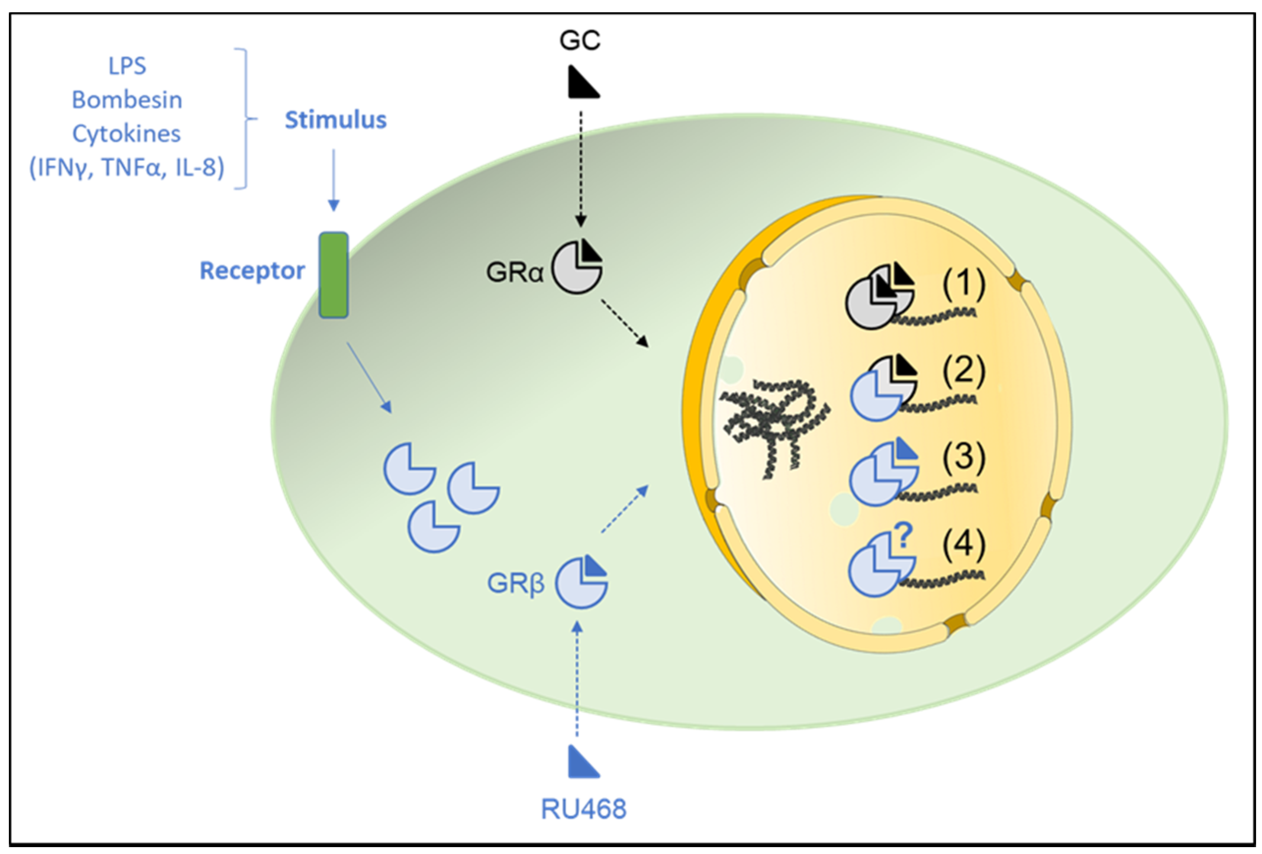Ijms 22 03649 g003 Ijms 22 03649 g003