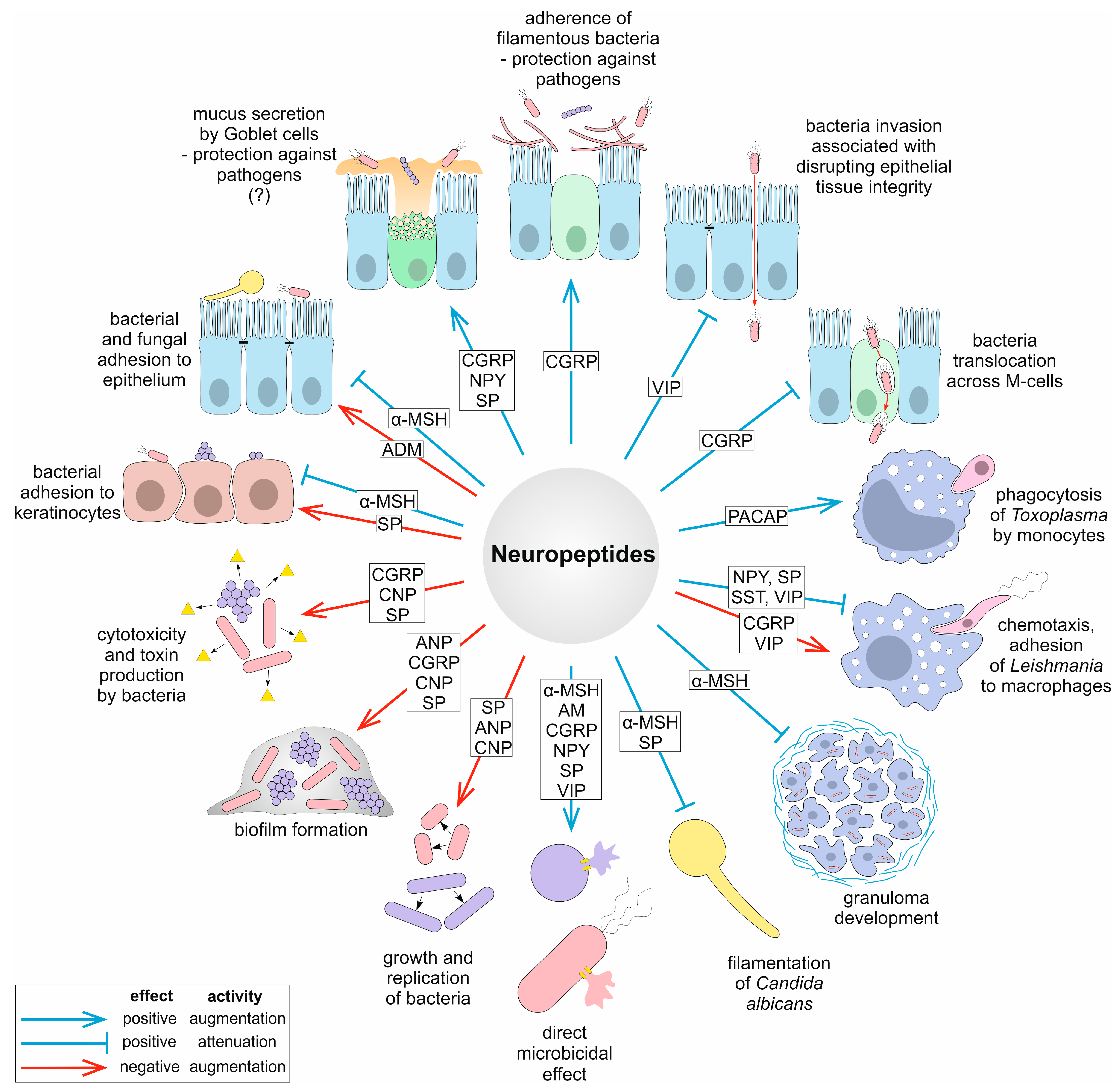 IJMS | Free Full-Text | Mammalian Neuropeptides as Modulators of Microbial  Infections: Their Dual Role in Defense versus Virulence and Pathogenesis