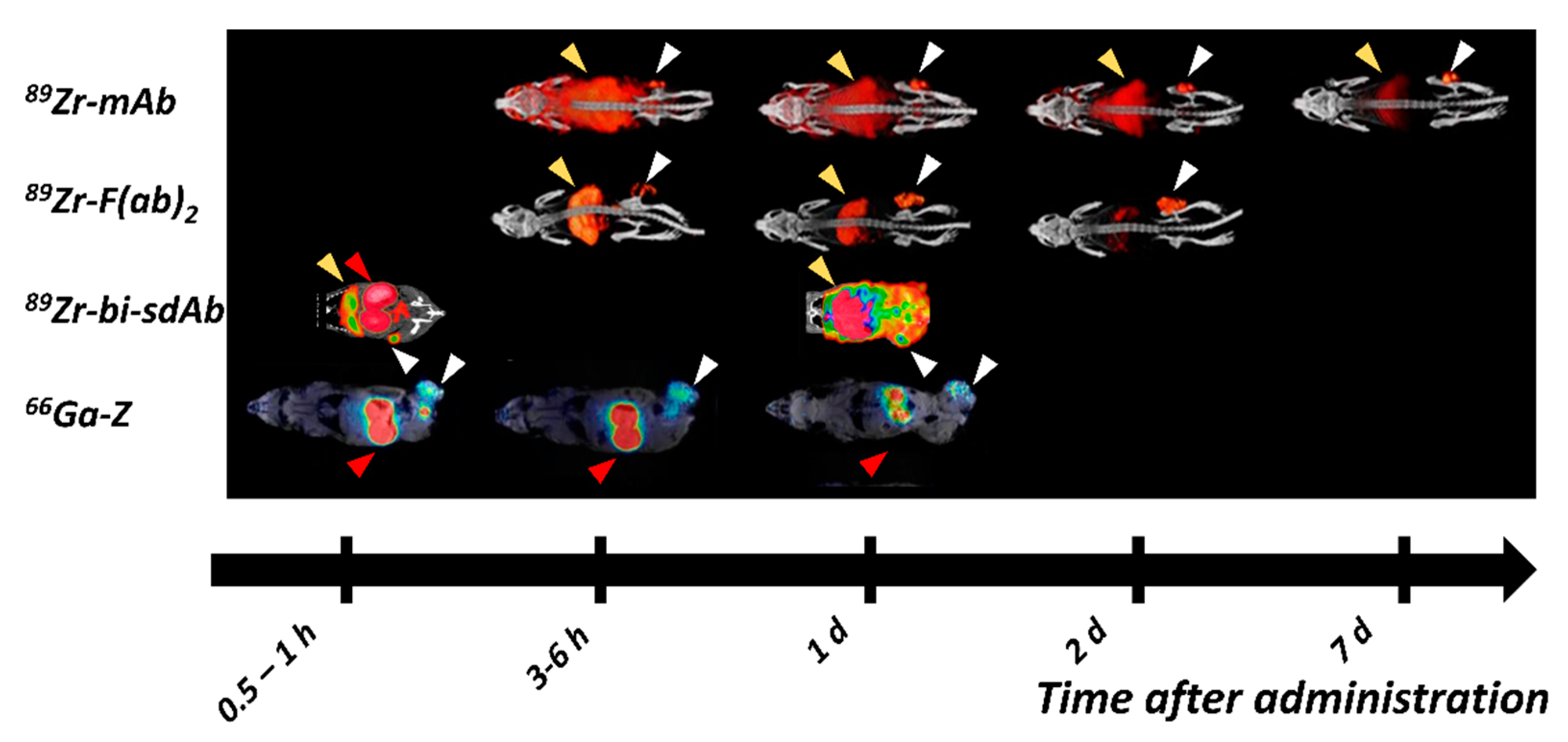 Ijms 22 03663 g002 Ijms 22 03663 g002