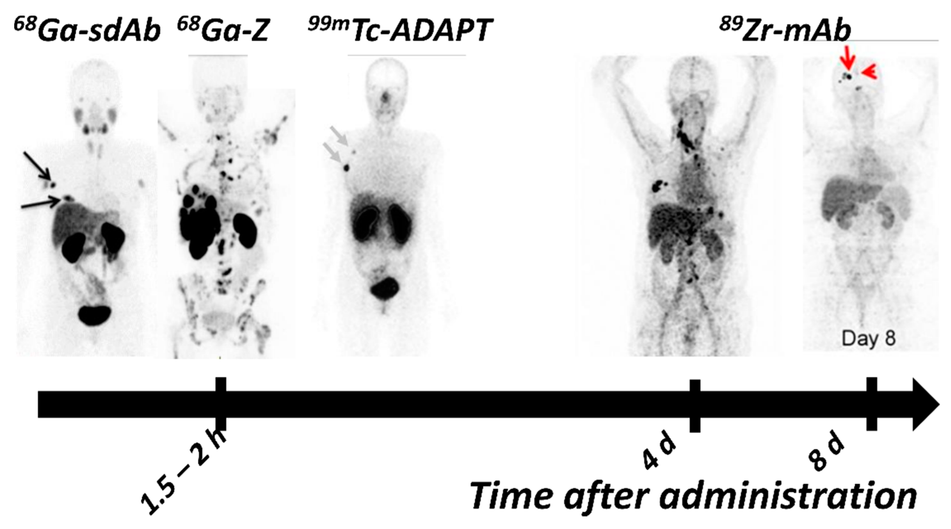 Ijms 22 03663 g003 Ijms 22 03663 g003