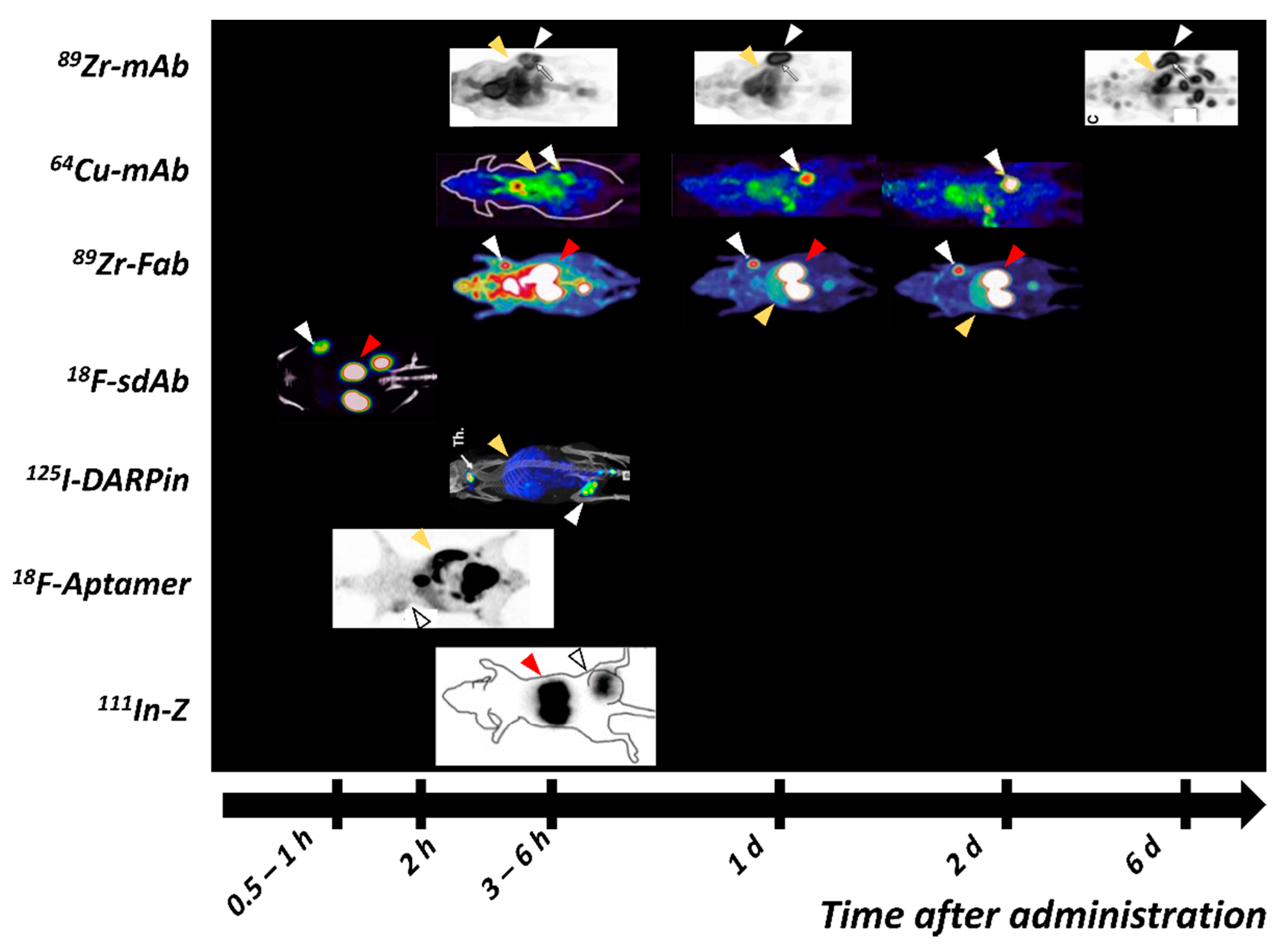 Ijms 22 03663 g004 Ijms 22 03663 g004