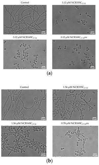 Ijms Free Full Text Symbiotic Ncr Peptide Fragments Affect The Viability Morphology And Biofilm Formation Of Candida Species Html