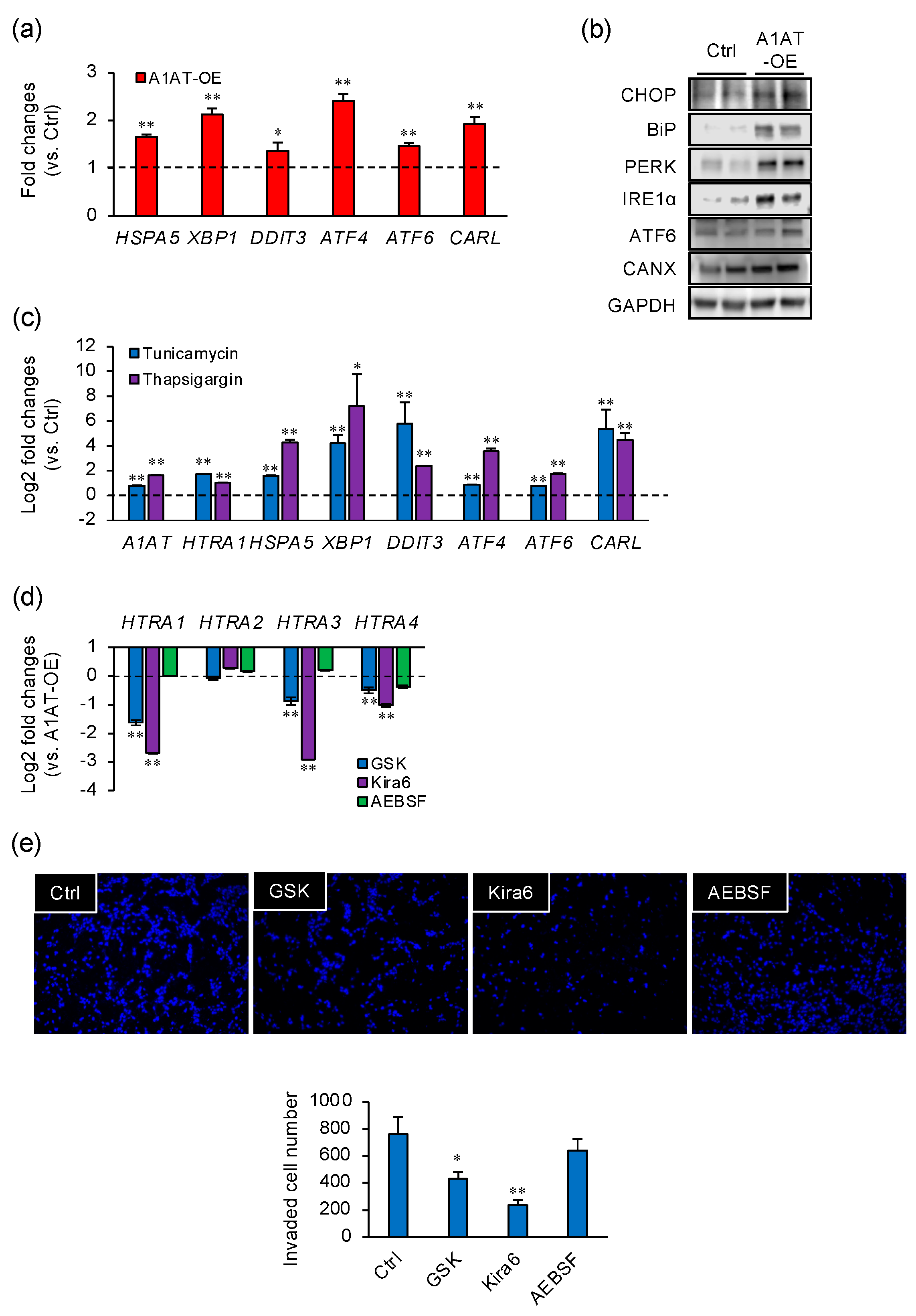Ijms 22 03683 g003 Ijms 22 03683 g003