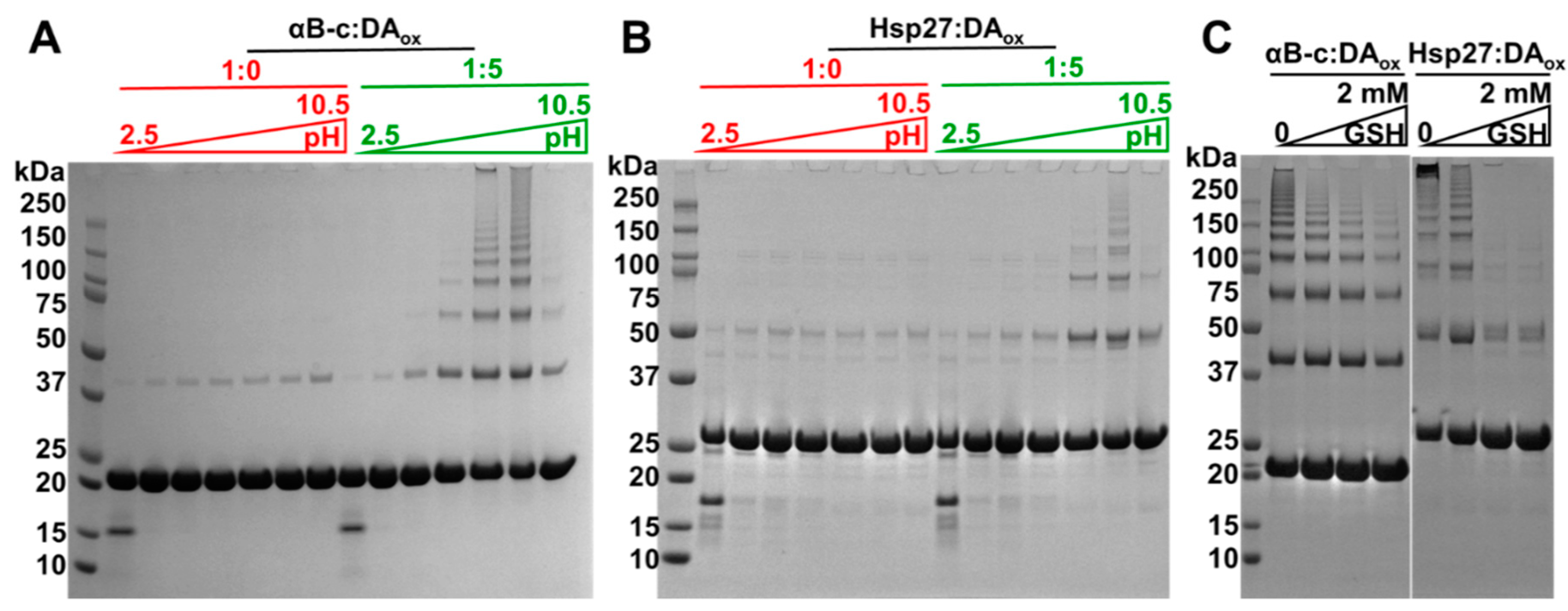 Ijms 22 03700 g005 Ijms 22 03700 g005