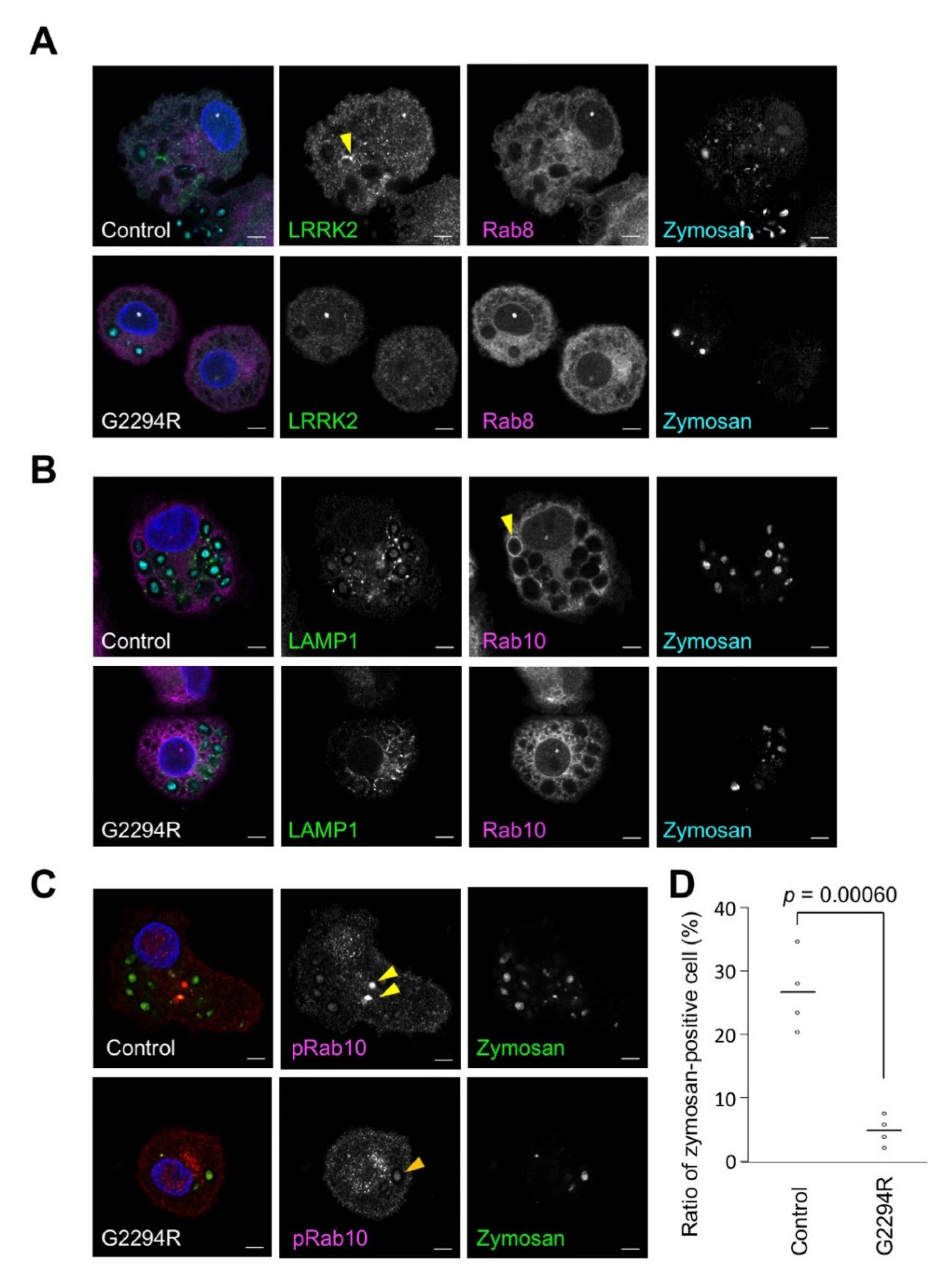 Ijms 22 03708 g003 Ijms 22 03708 g003
