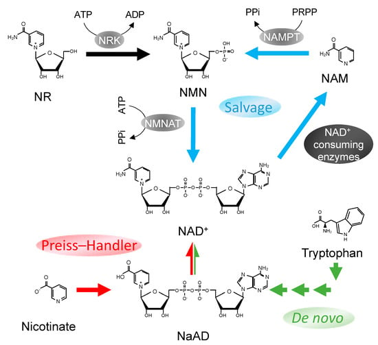 IJMS | Free Full-Text | Nicotinamide Phosphoribosyltransferase as a Key  Molecule of the Aging/Senescence Process