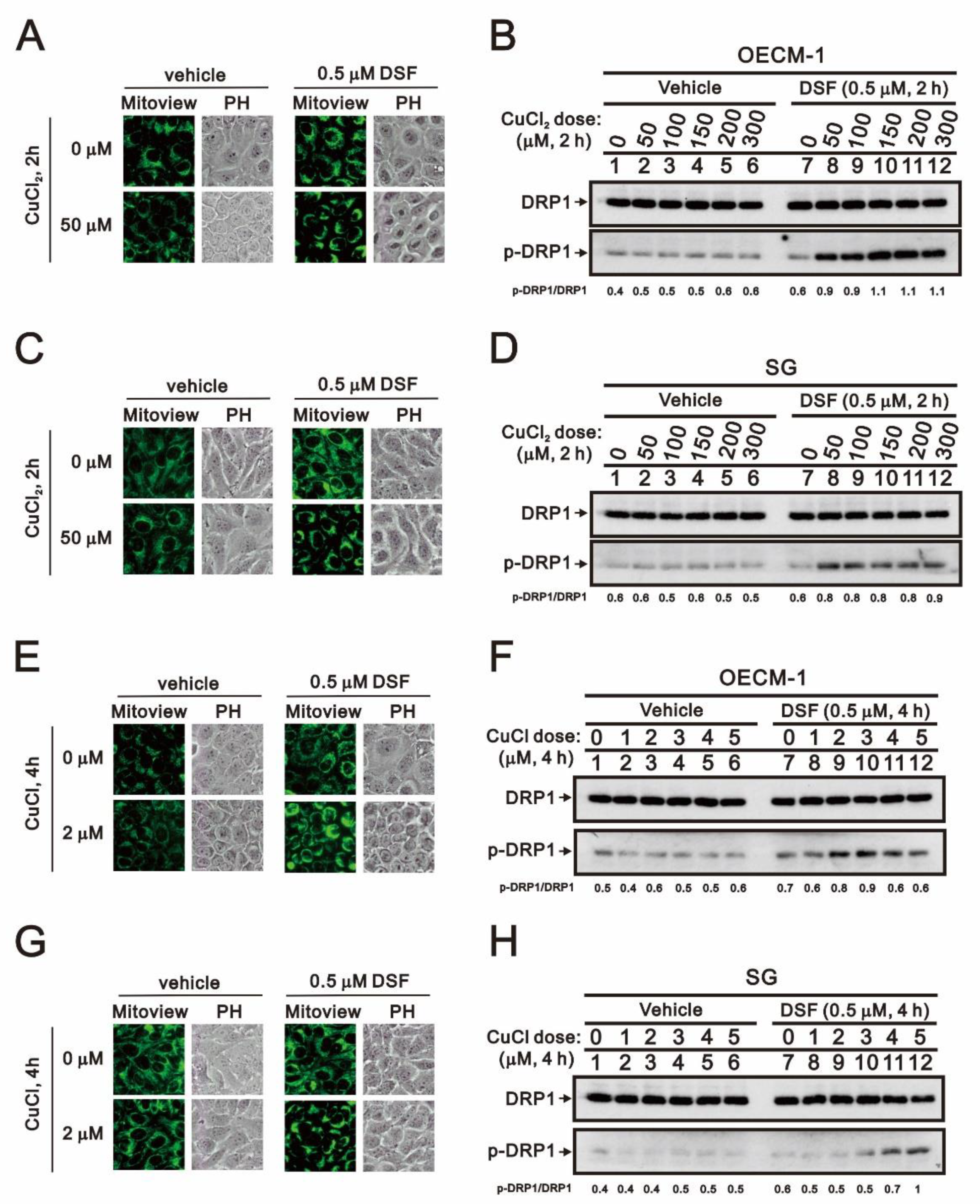 Ijms 22 03711 g008 Ijms 22 03711 g008