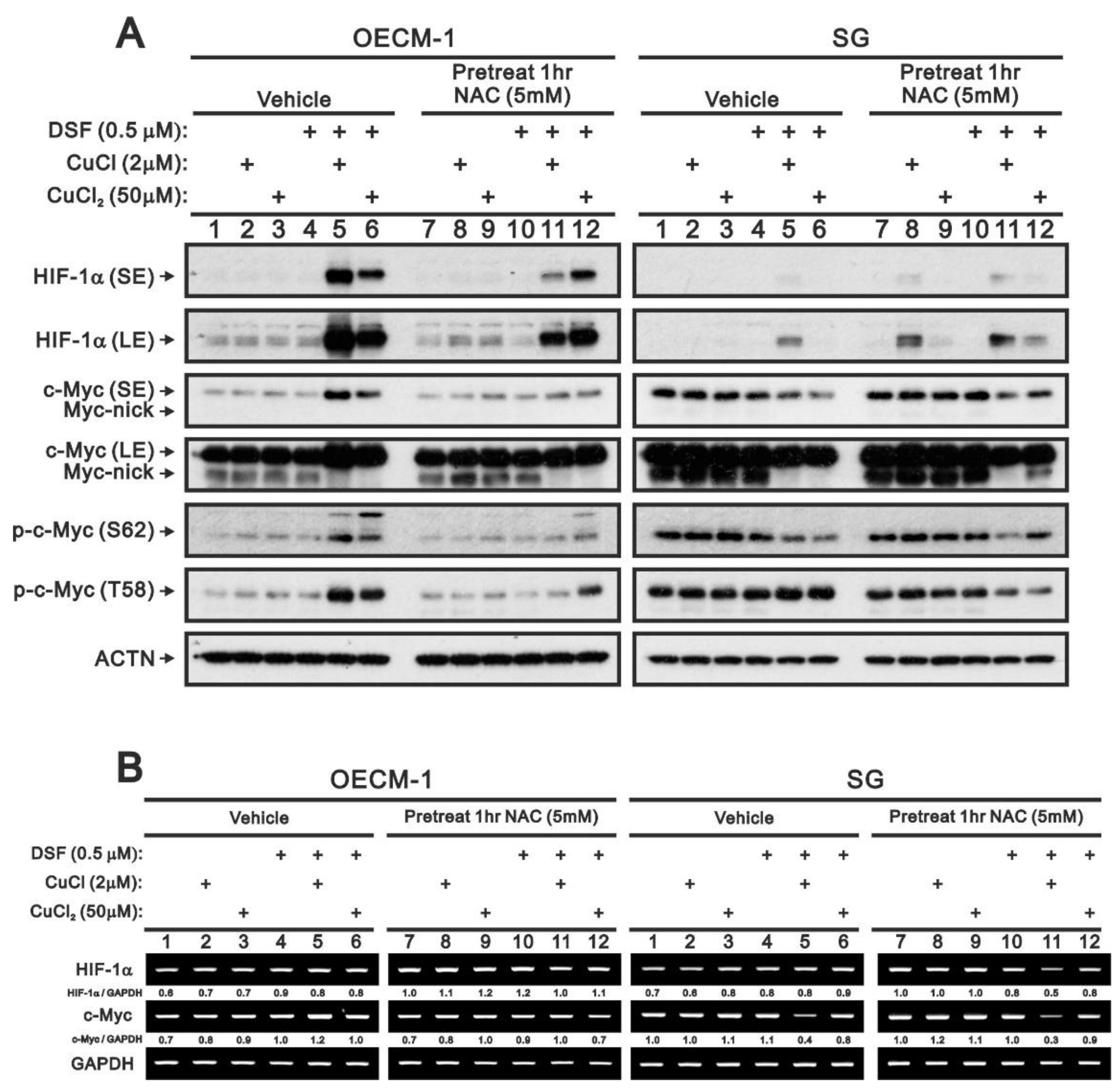Ijms 22 03711 g010 Ijms 22 03711 g010