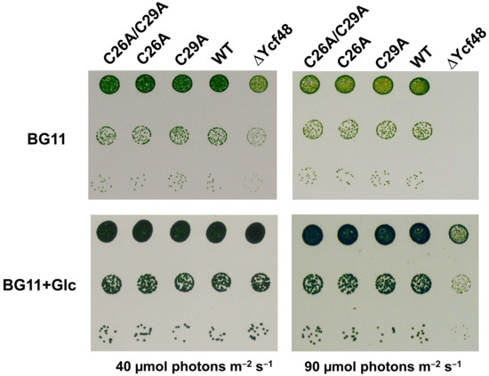 IJMS | Free Full-Text | The Photosystem II Assembly Factor Ycf48 from the  Cyanobacterium Synechocystis sp. PCC 6803 Is Lipidated Using an Atypical  Lipobox Sequence