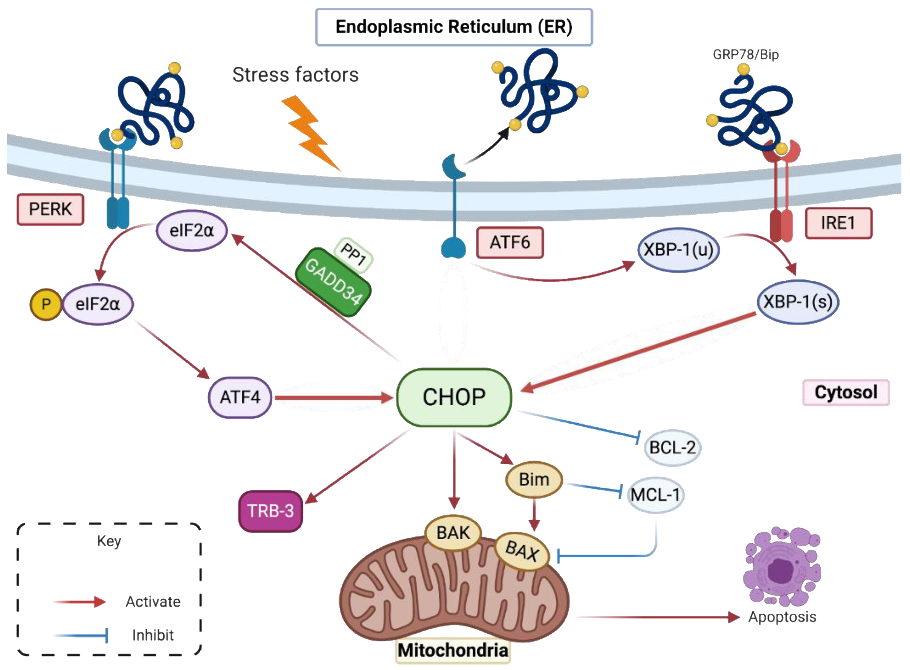 Ijms 22 03750 g001 Ijms 22 03750 g001