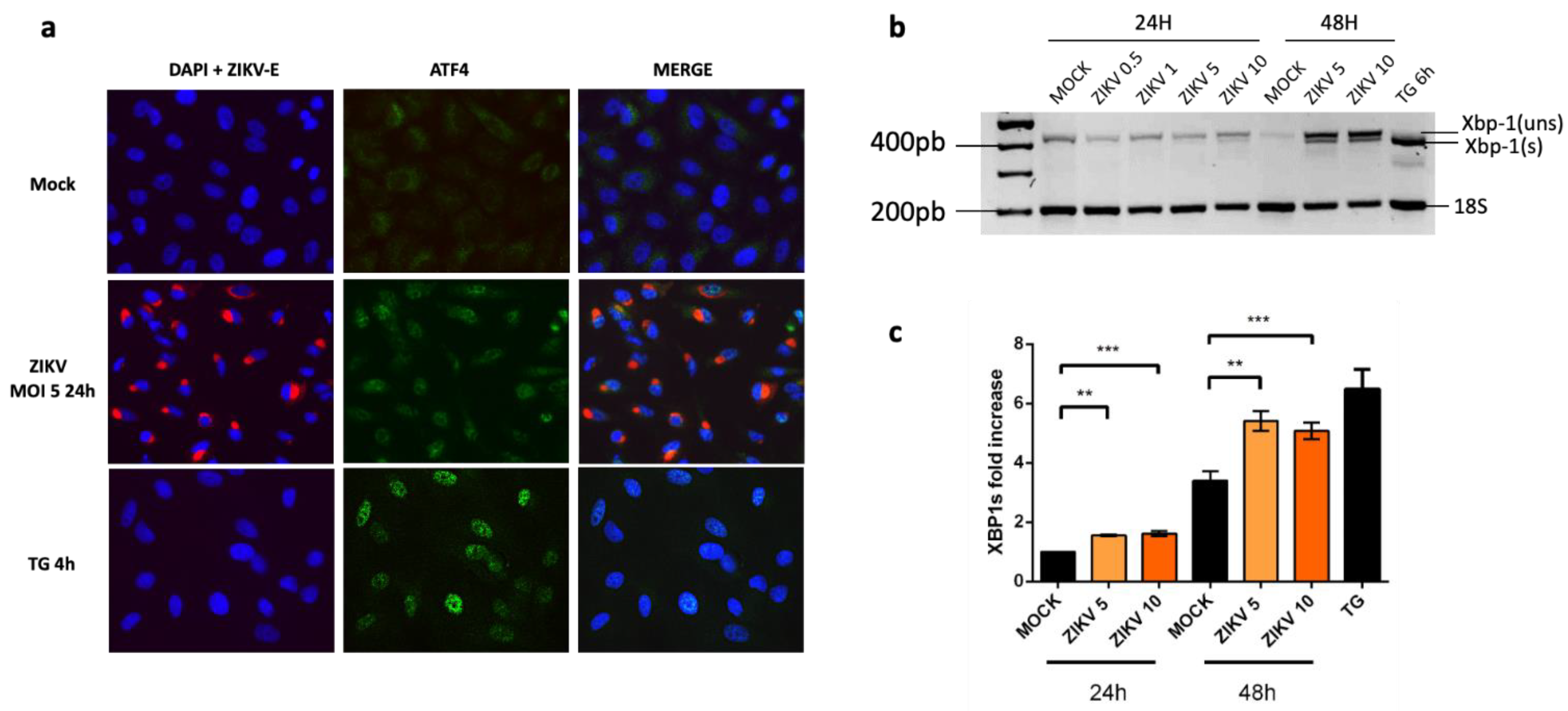 Ijms 22 03750 g002 Ijms 22 03750 g002