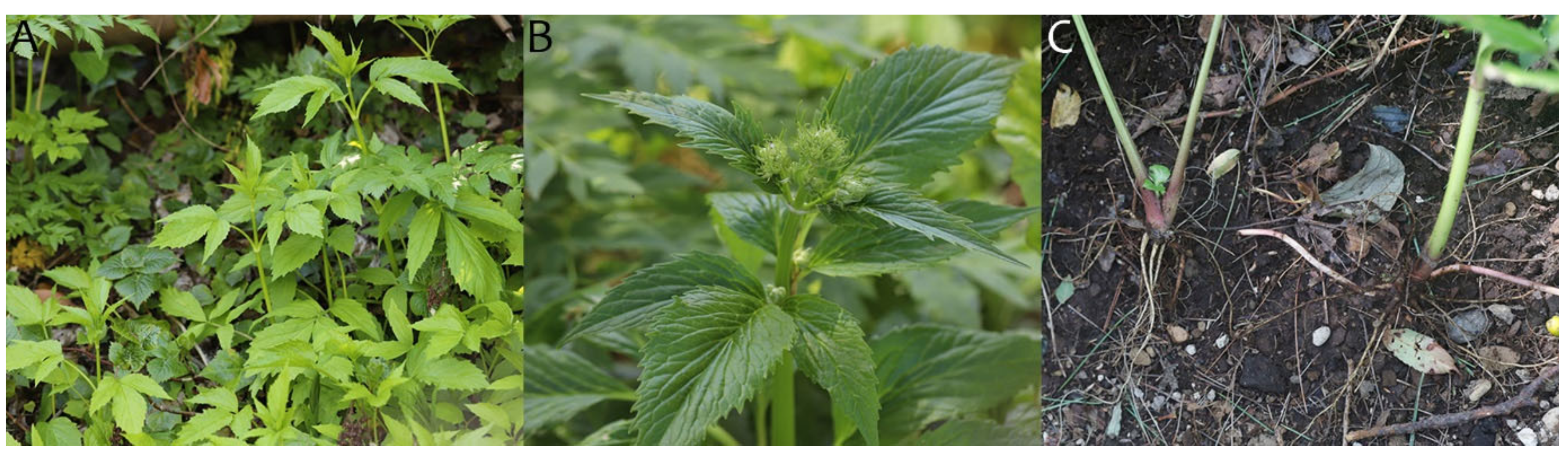 Ijms 22 03770 g001 Ijms 22 03770 g001